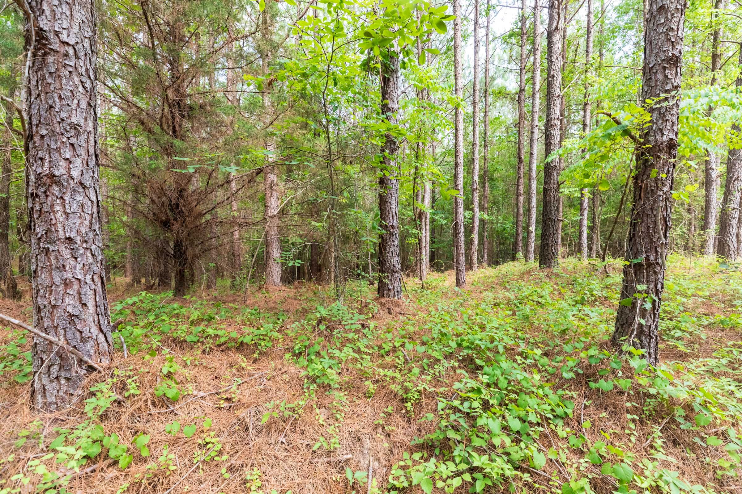 Whiskey Ridge Tract 14 photo 3