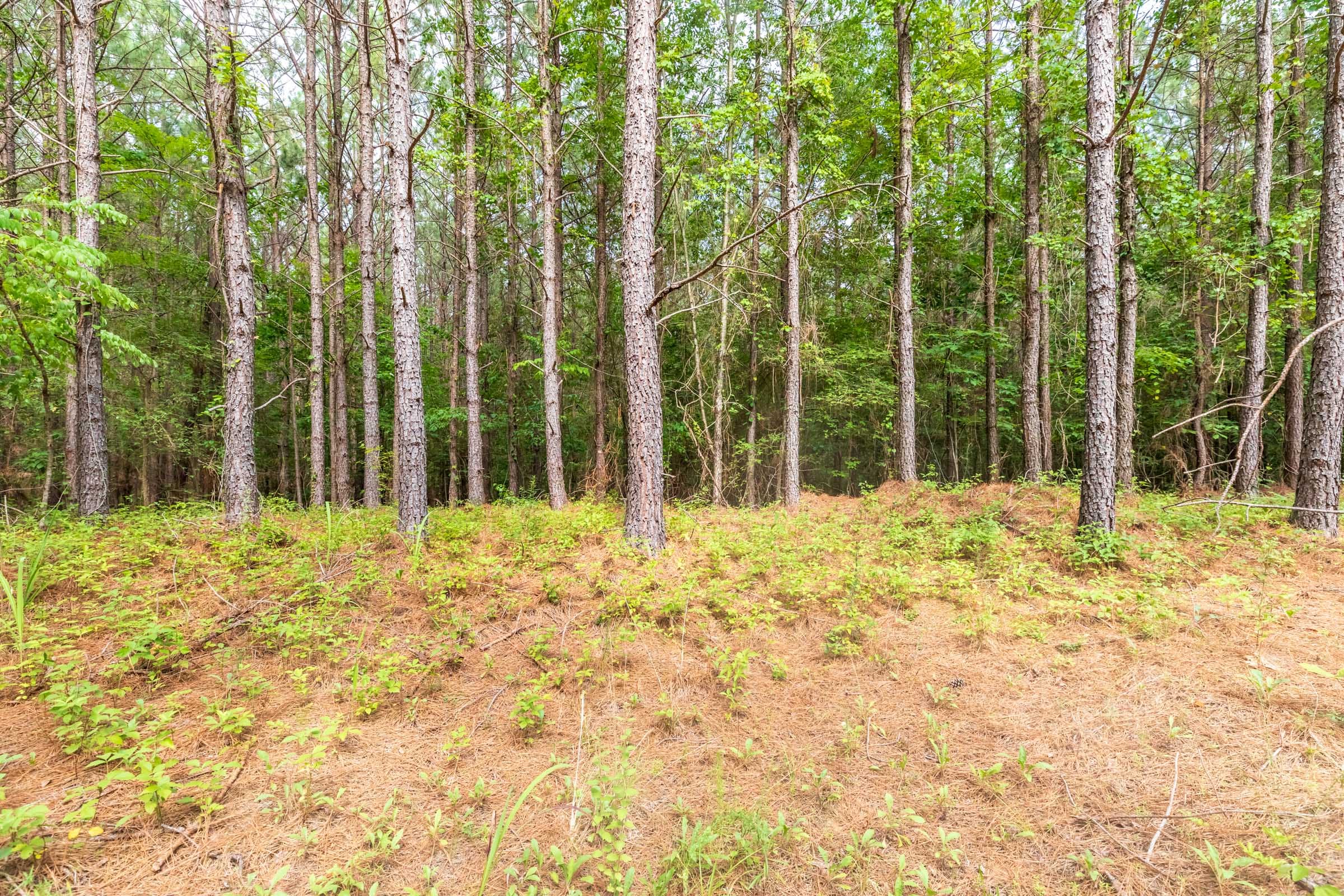 Whiskey Ridge Tract 14 photo 6