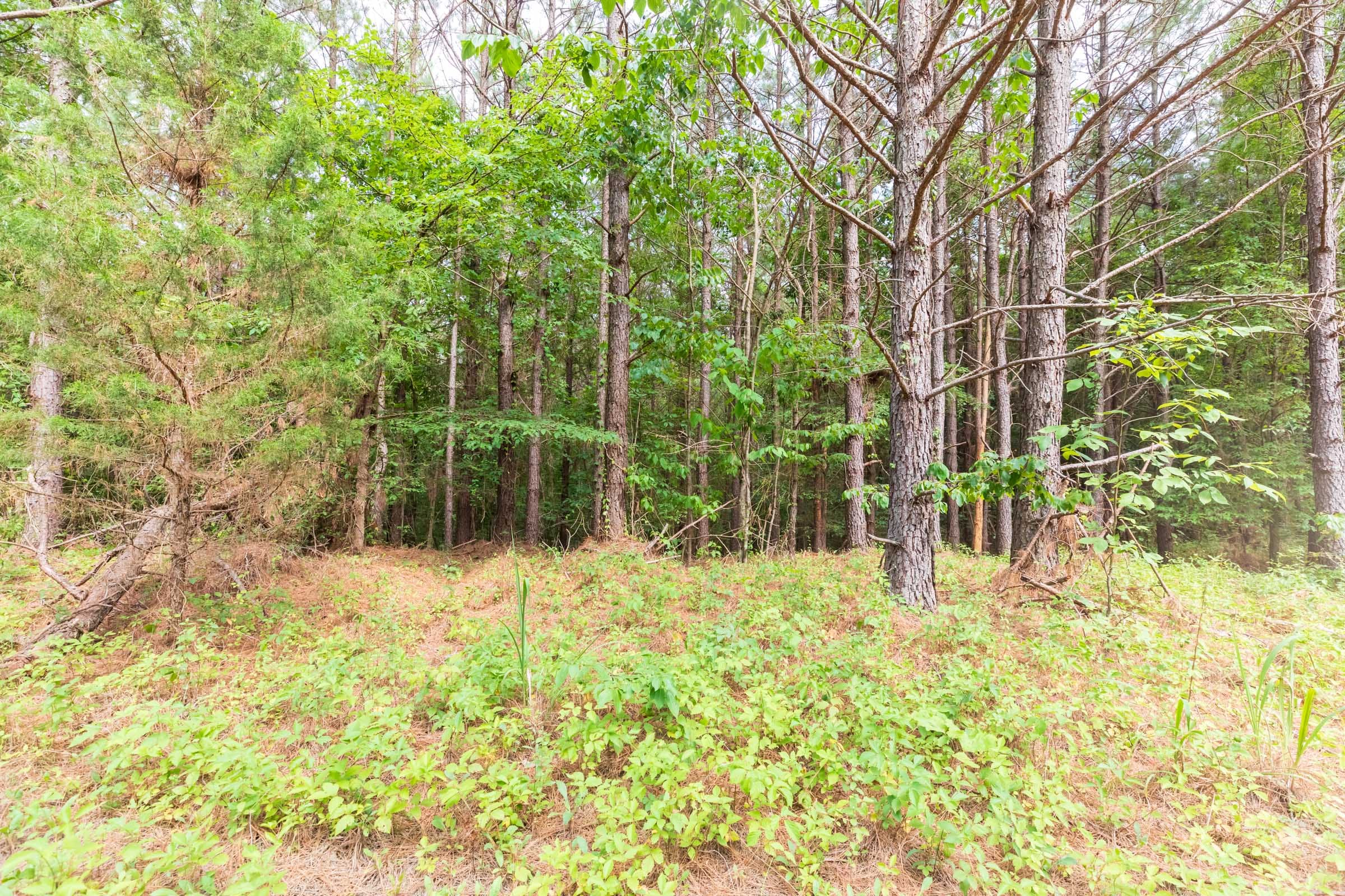 Whiskey Ridge Tract 14 photo 7