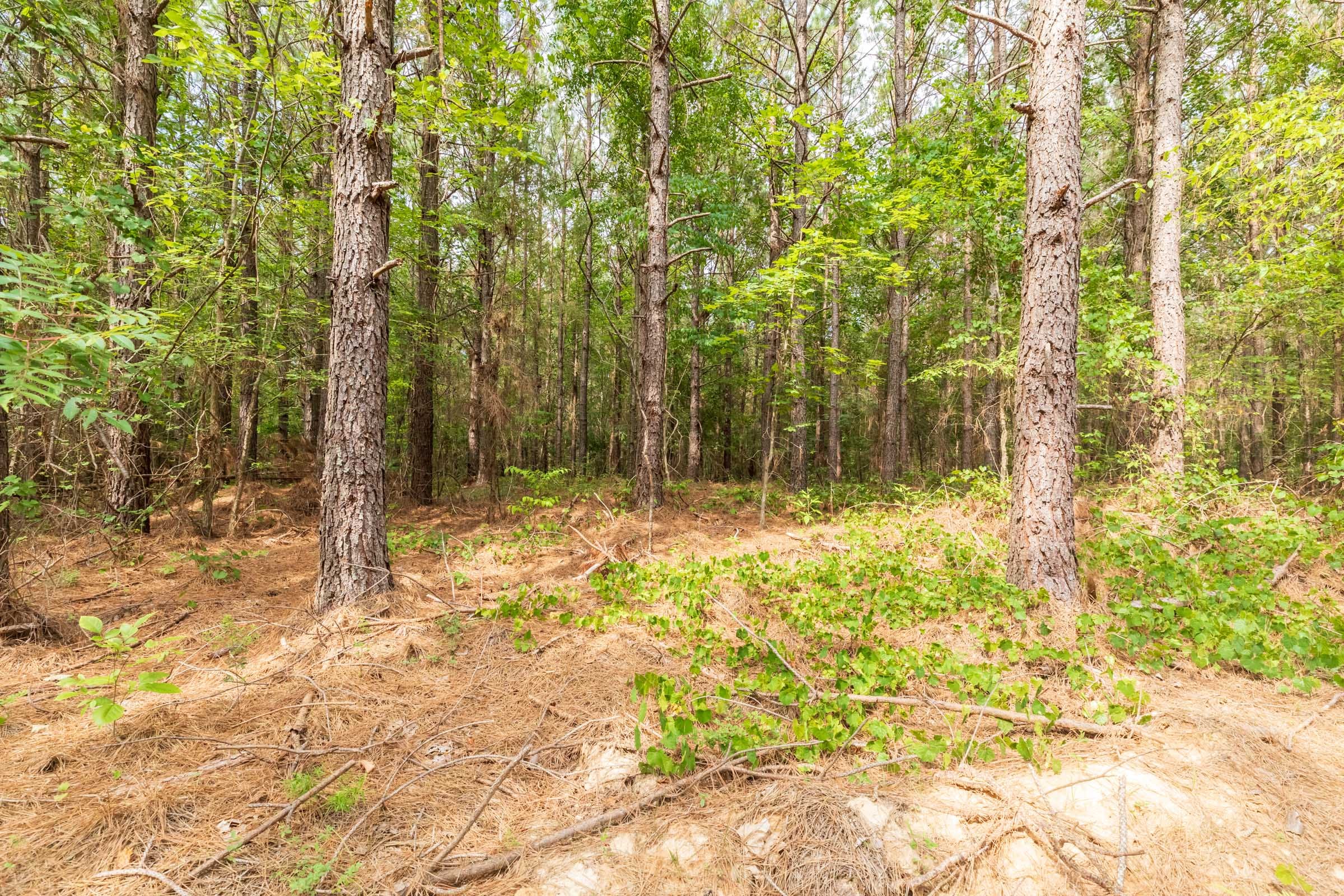 Whiskey Ridge Tract 14 photo 9