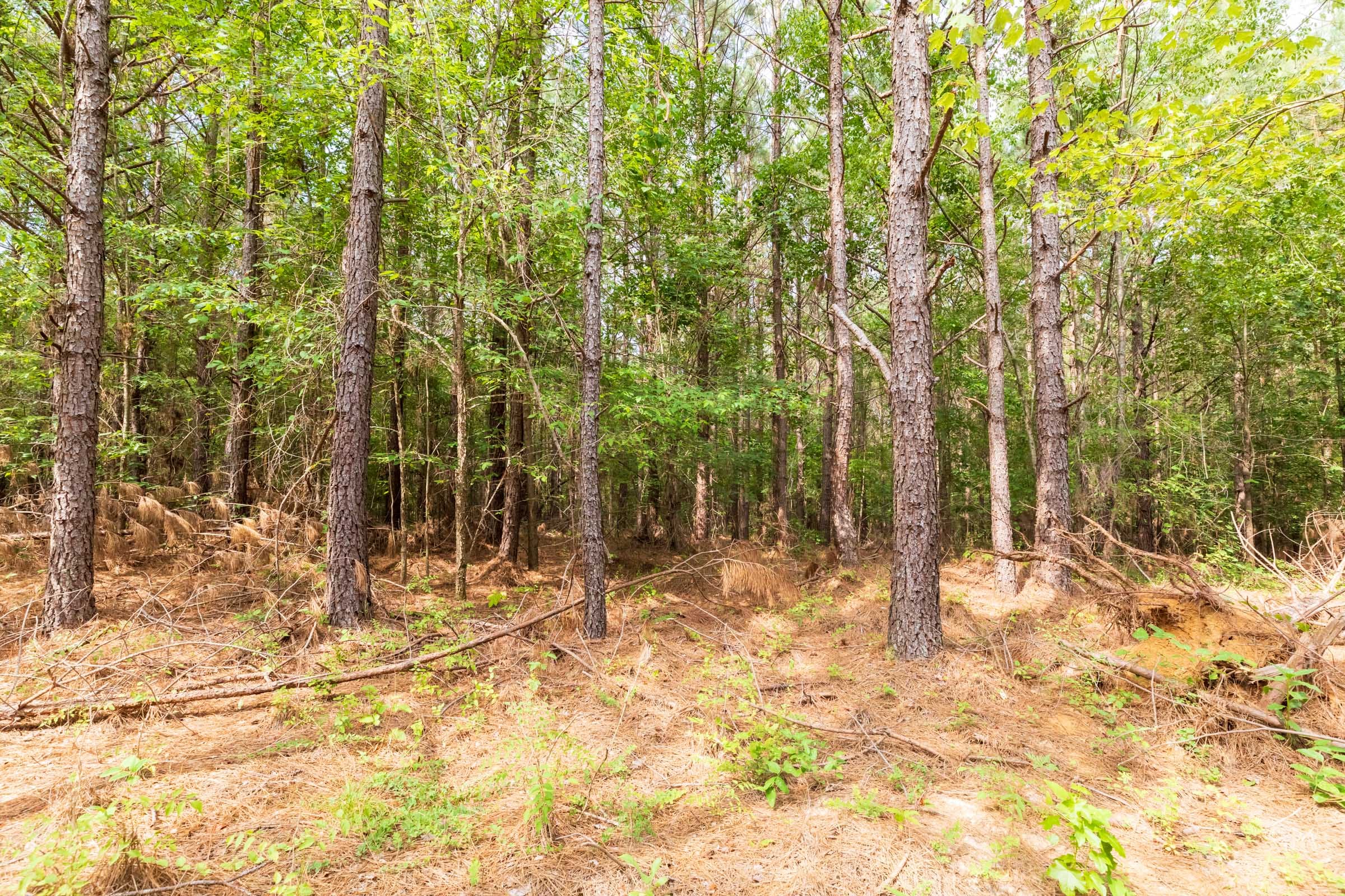 Whiskey Ridge Tract 14 photo 10