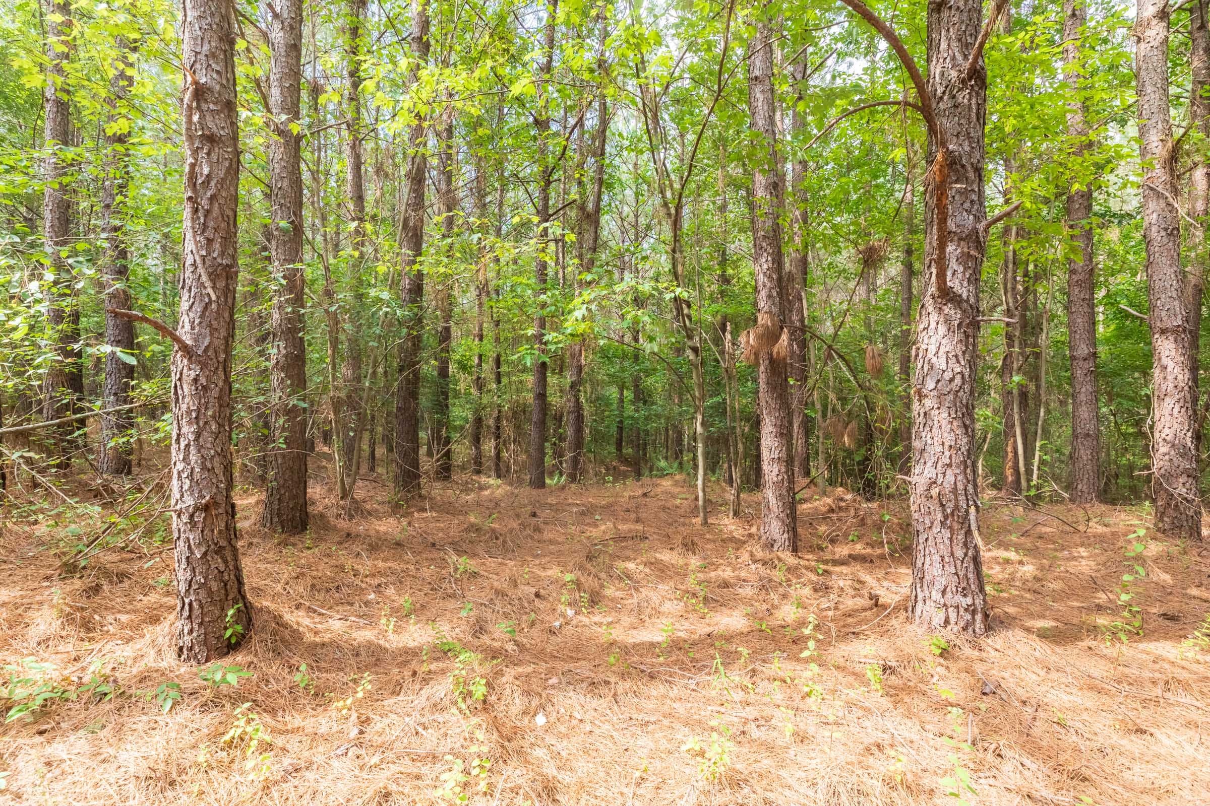 Whiskey Ridge Tract 14 photo 8
