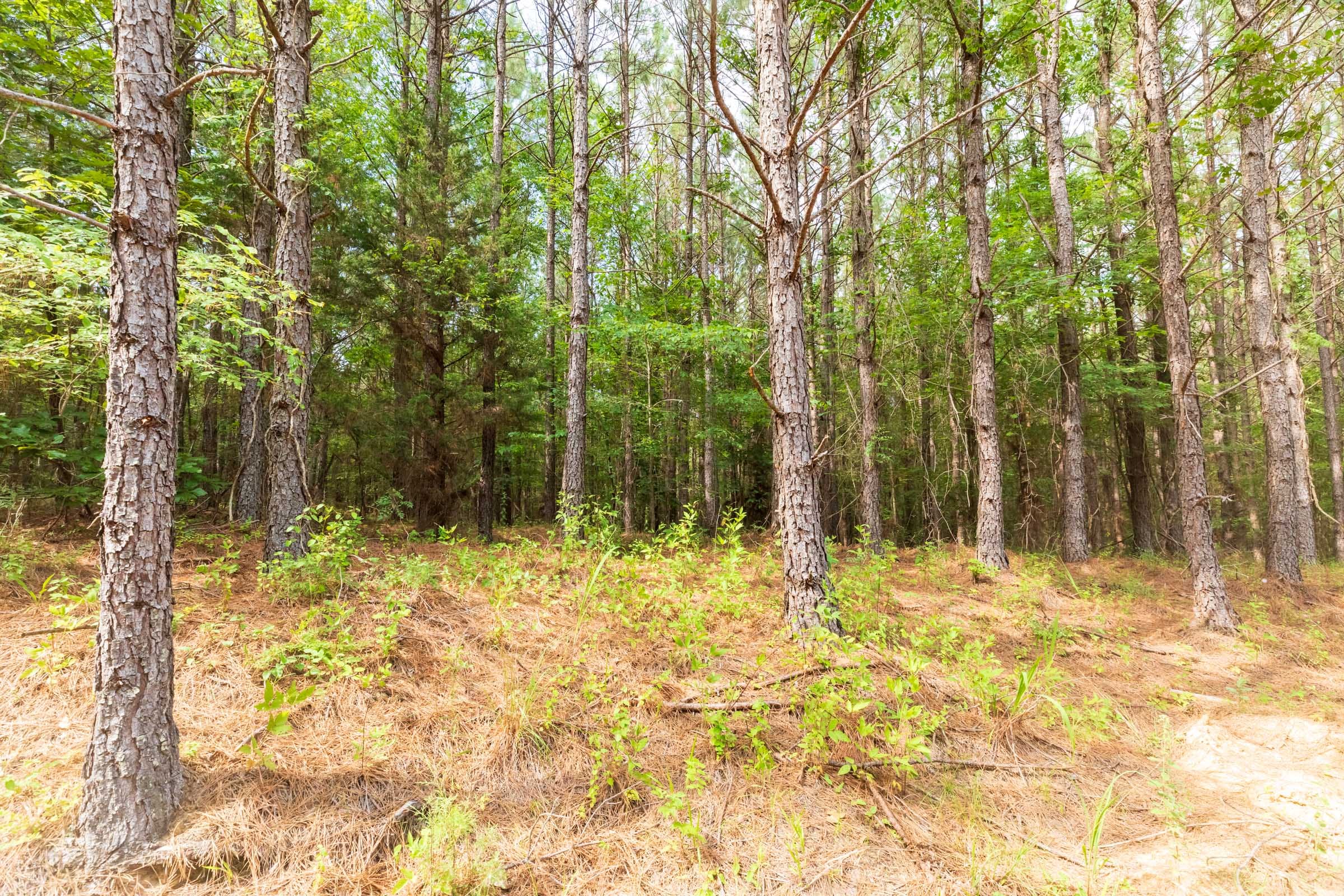 Whiskey Ridge Tract 14 photo 11