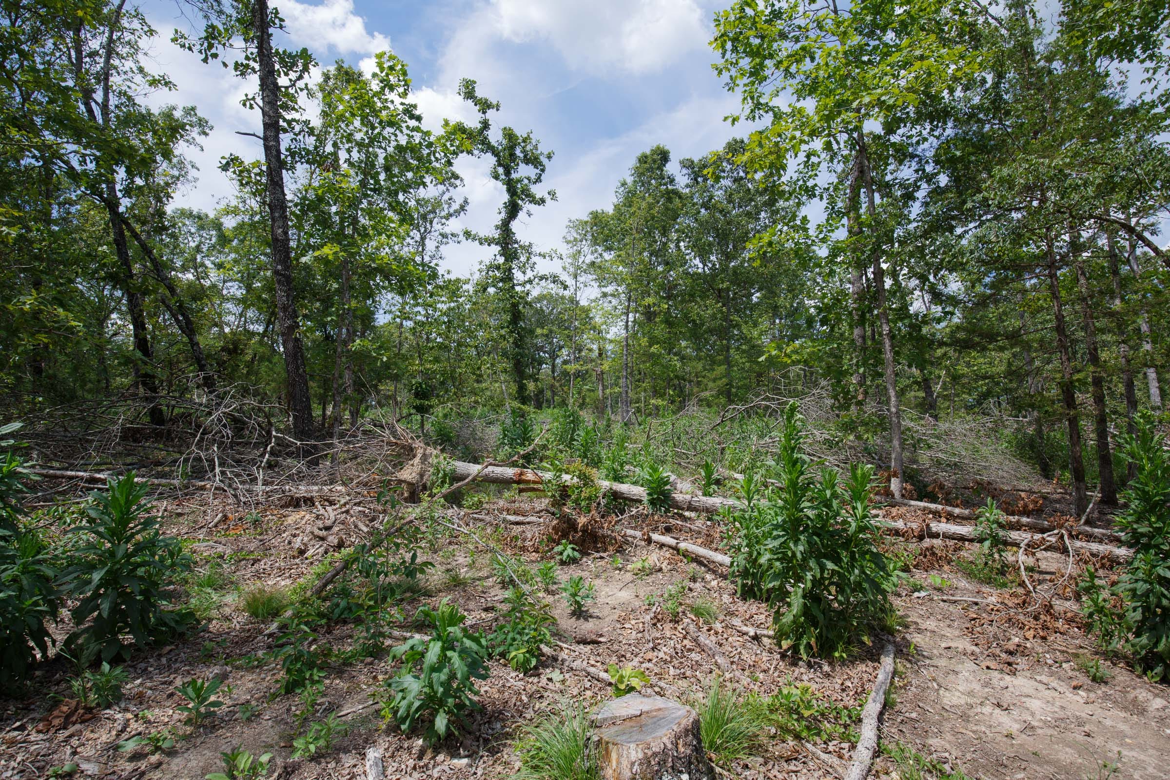 Wildwood Tract 11 photo 2