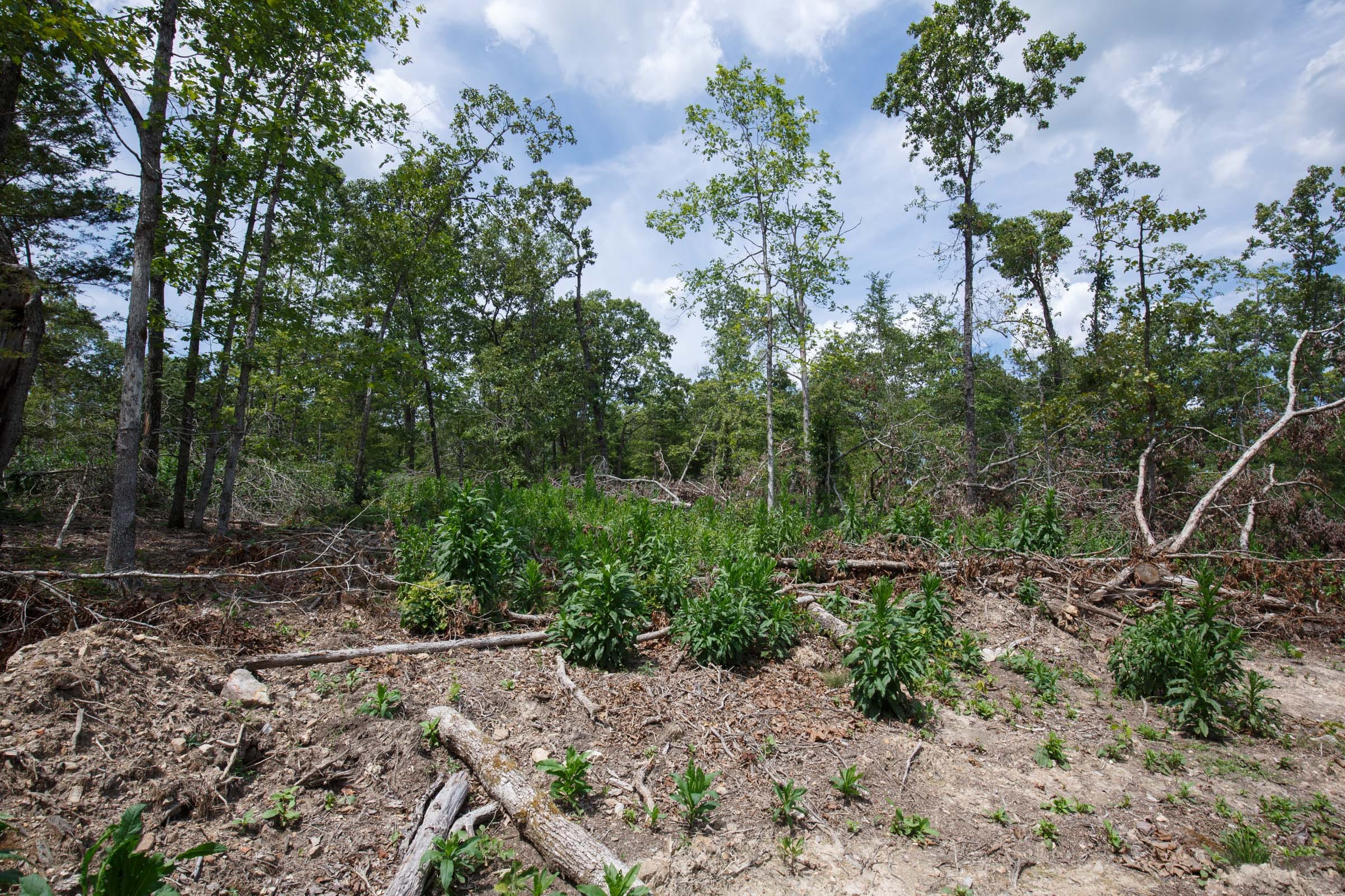Wildwood Tract 11 photo 3