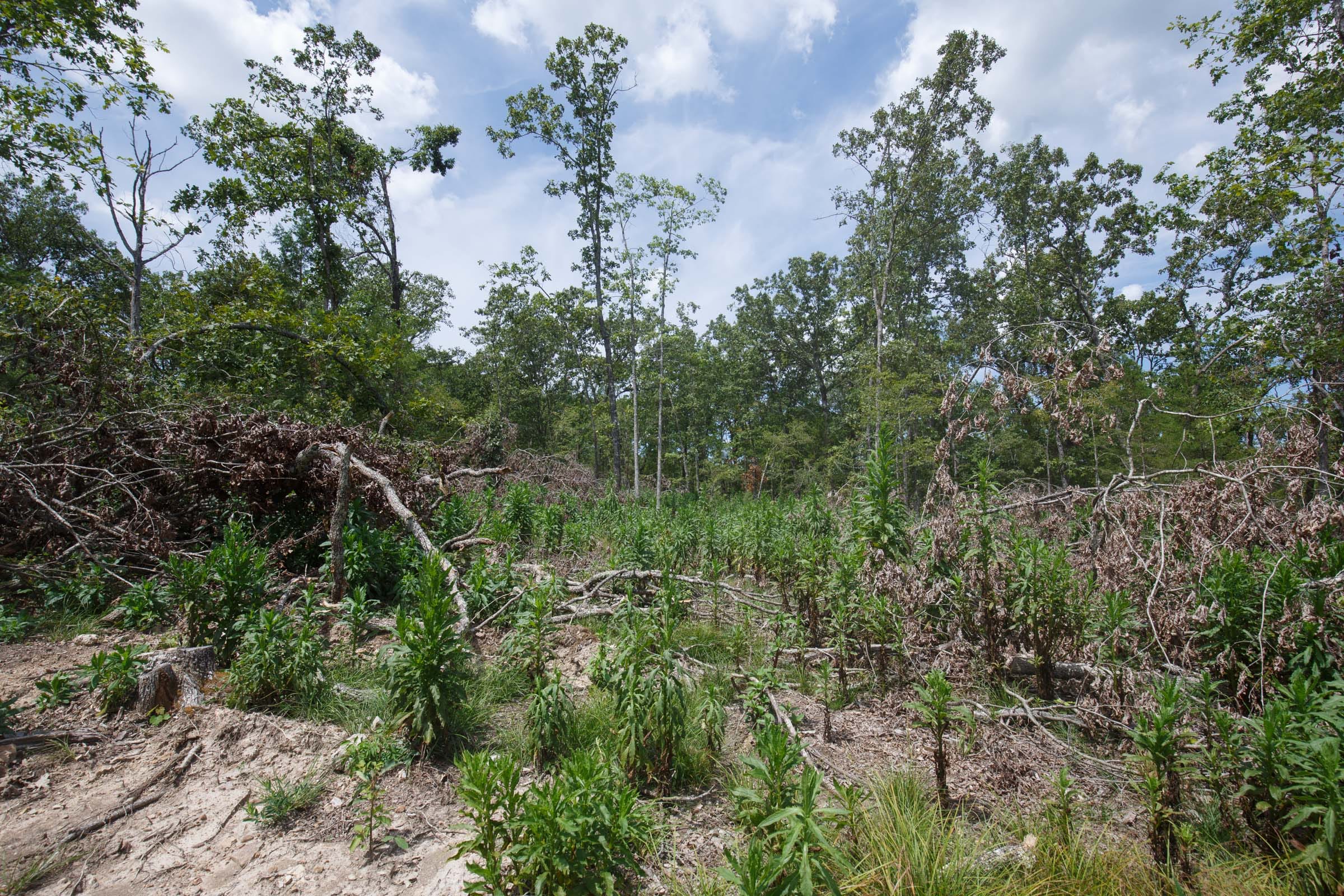 Wildwood Tract 11 photo 6