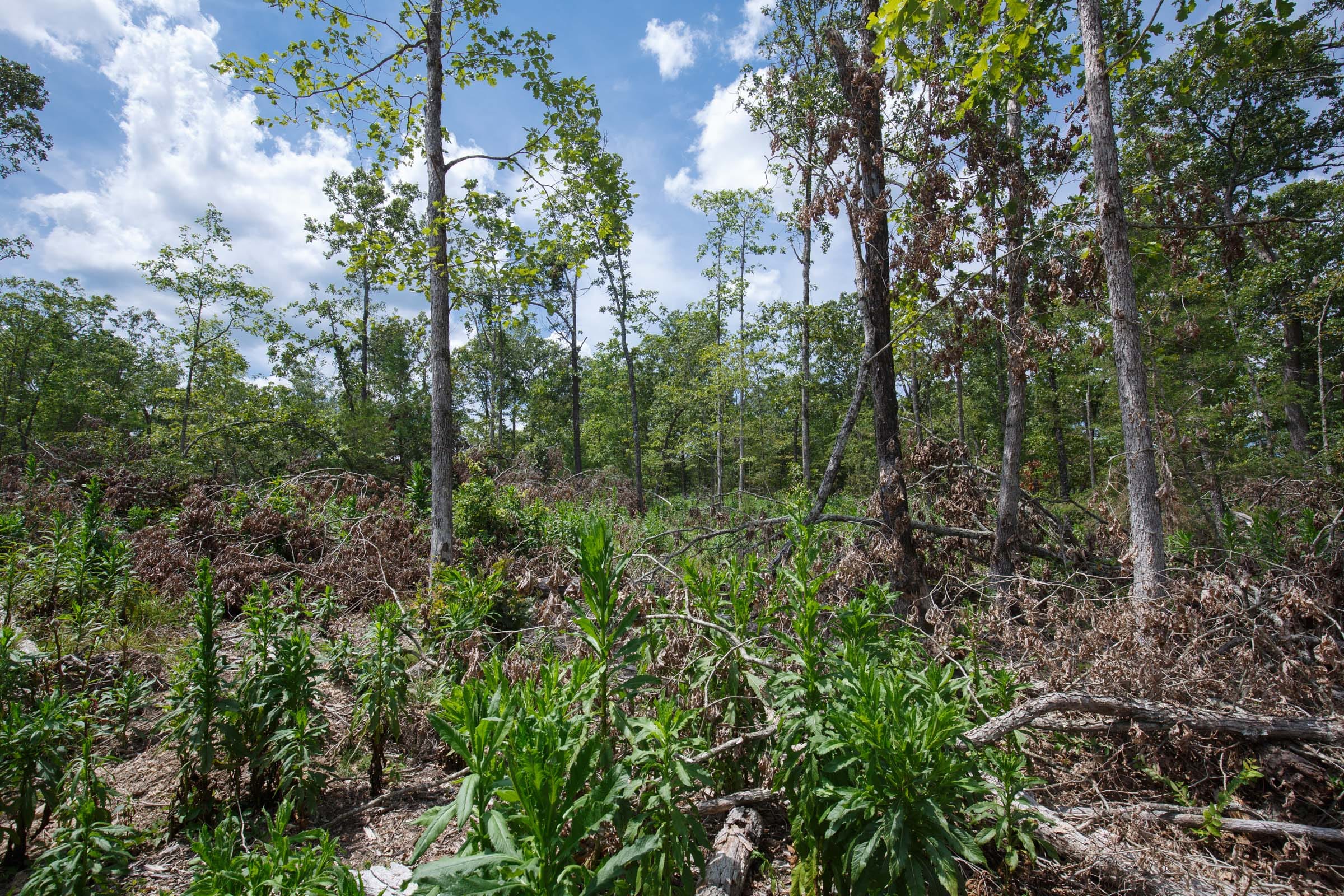 Wildwood Tract 11 photo 4