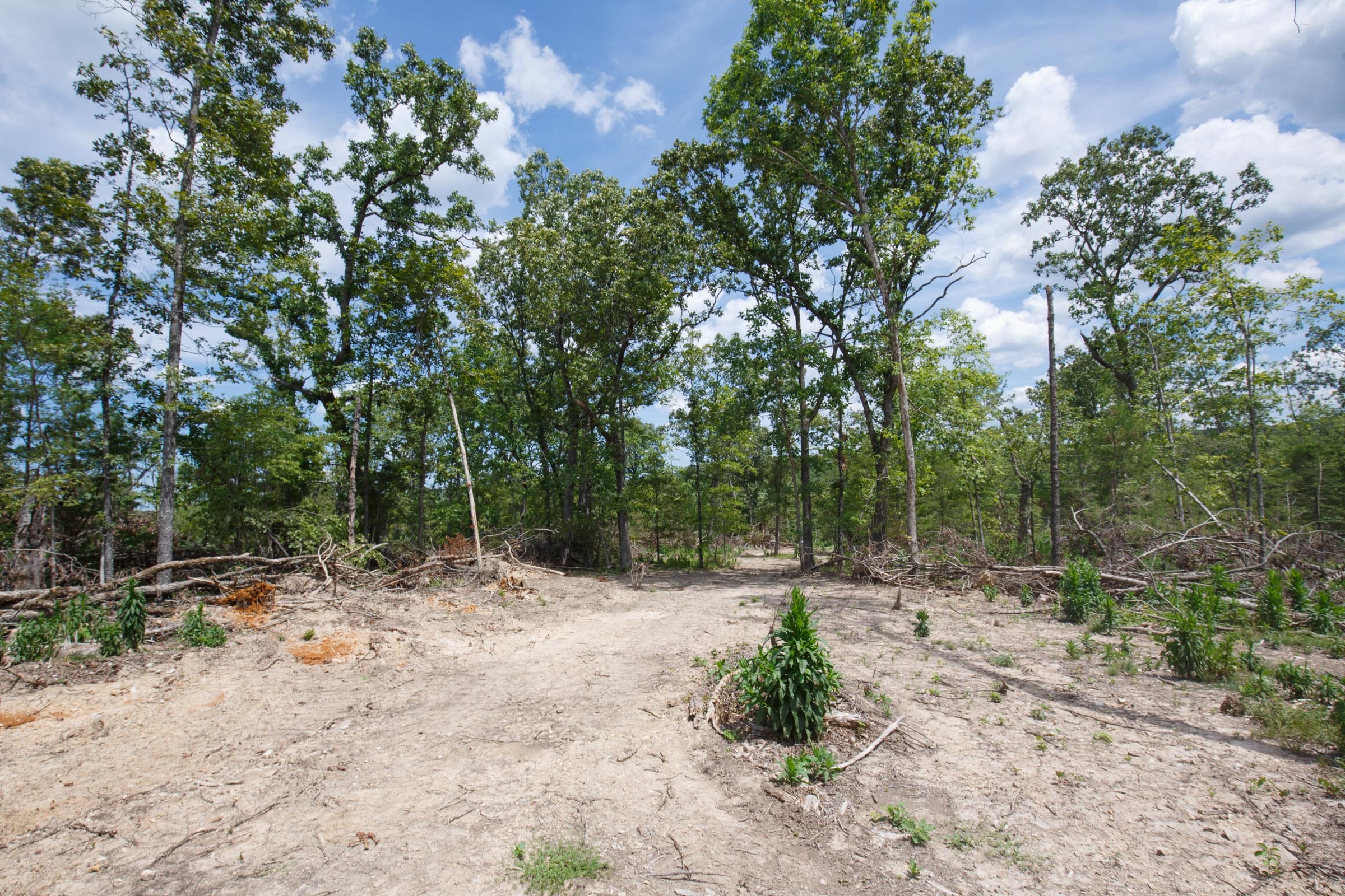 Wildwood Tract 11 photo 7