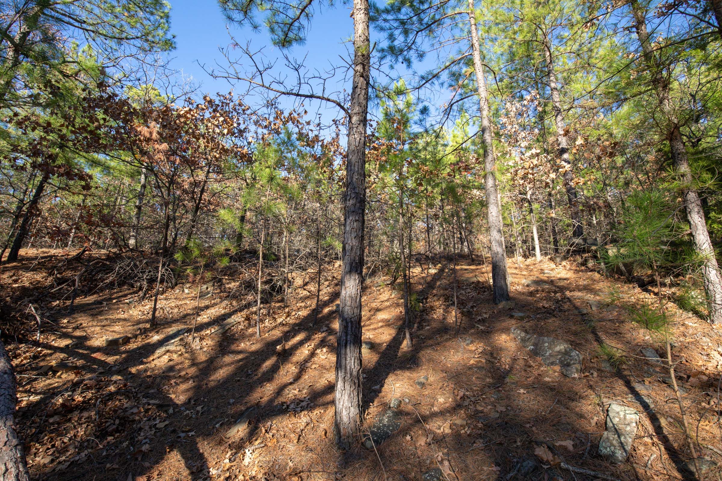 Stone Bridge Phase II Tract 84 photo 3