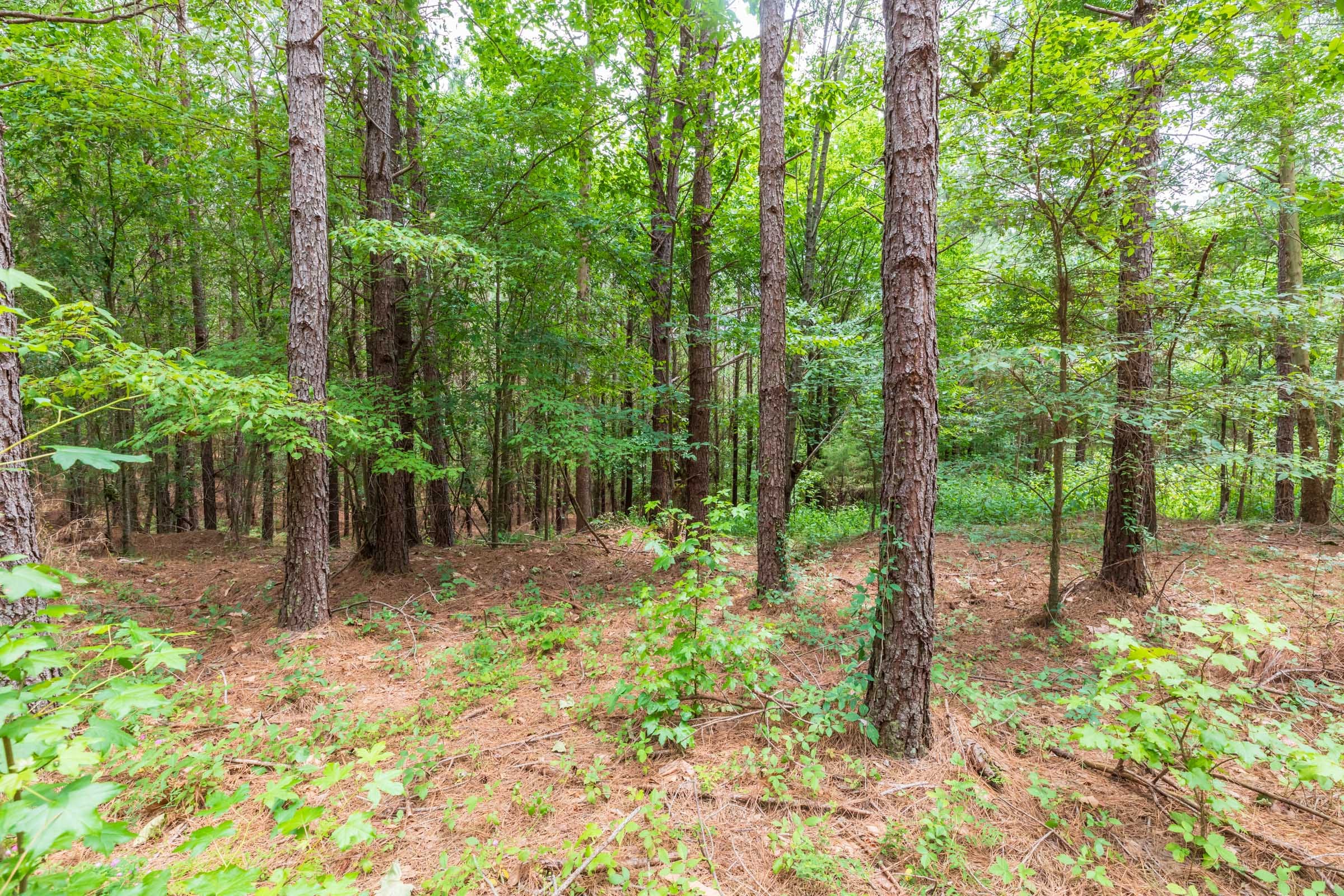 Whiskey Ridge Tract 29 photo 8