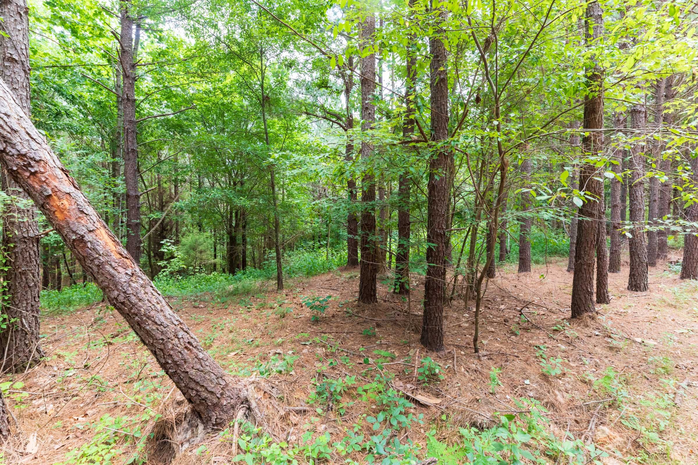 Whiskey Ridge Tract 29 photo 1
