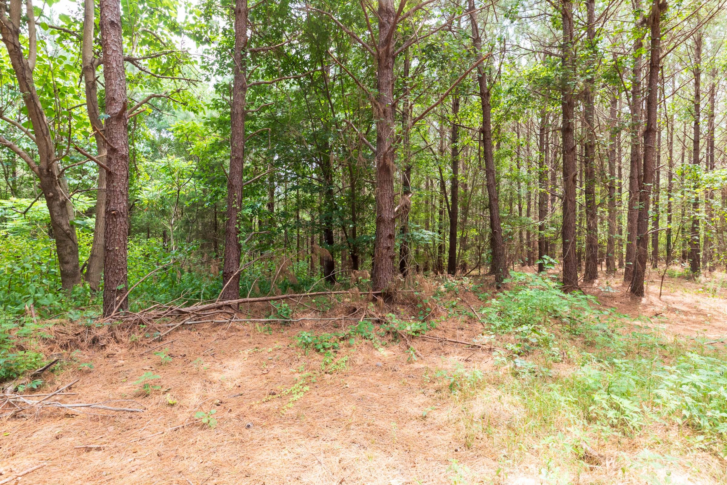 Whiskey Ridge Tract 29 photo 3