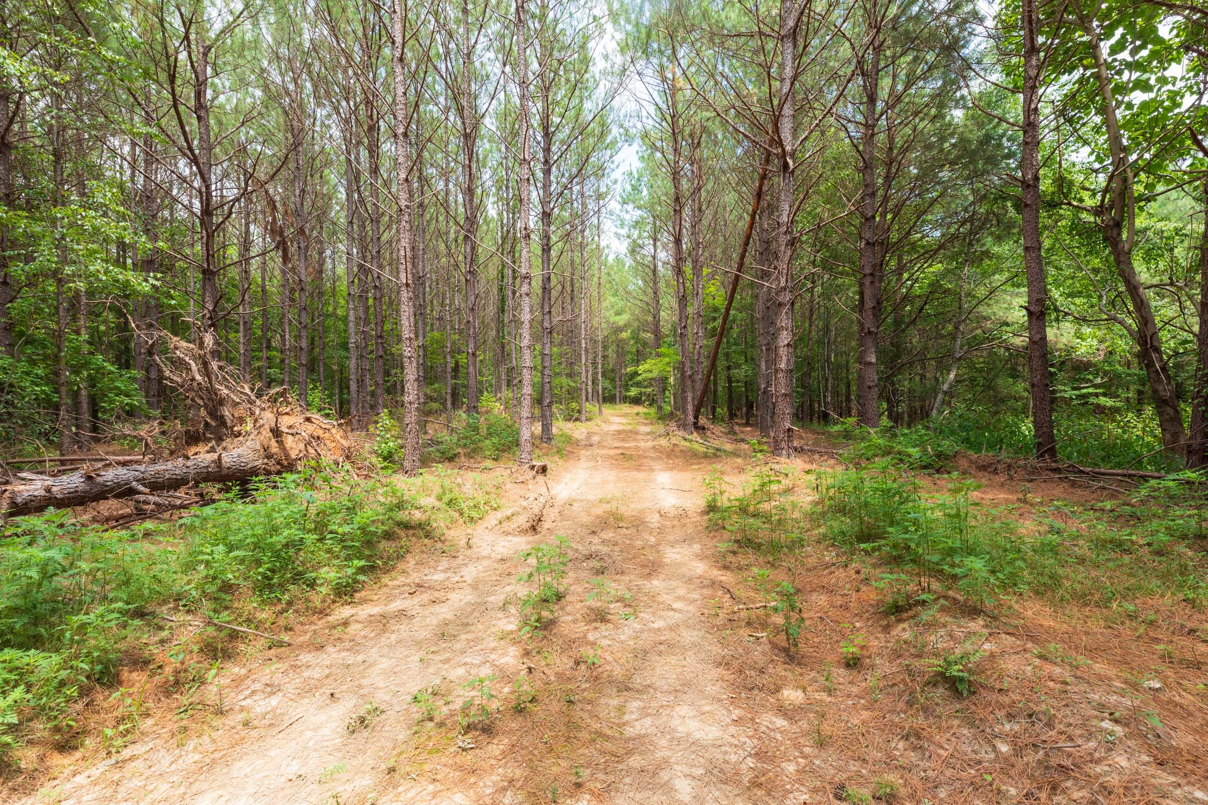 Whiskey Ridge Tract 29 photo 2