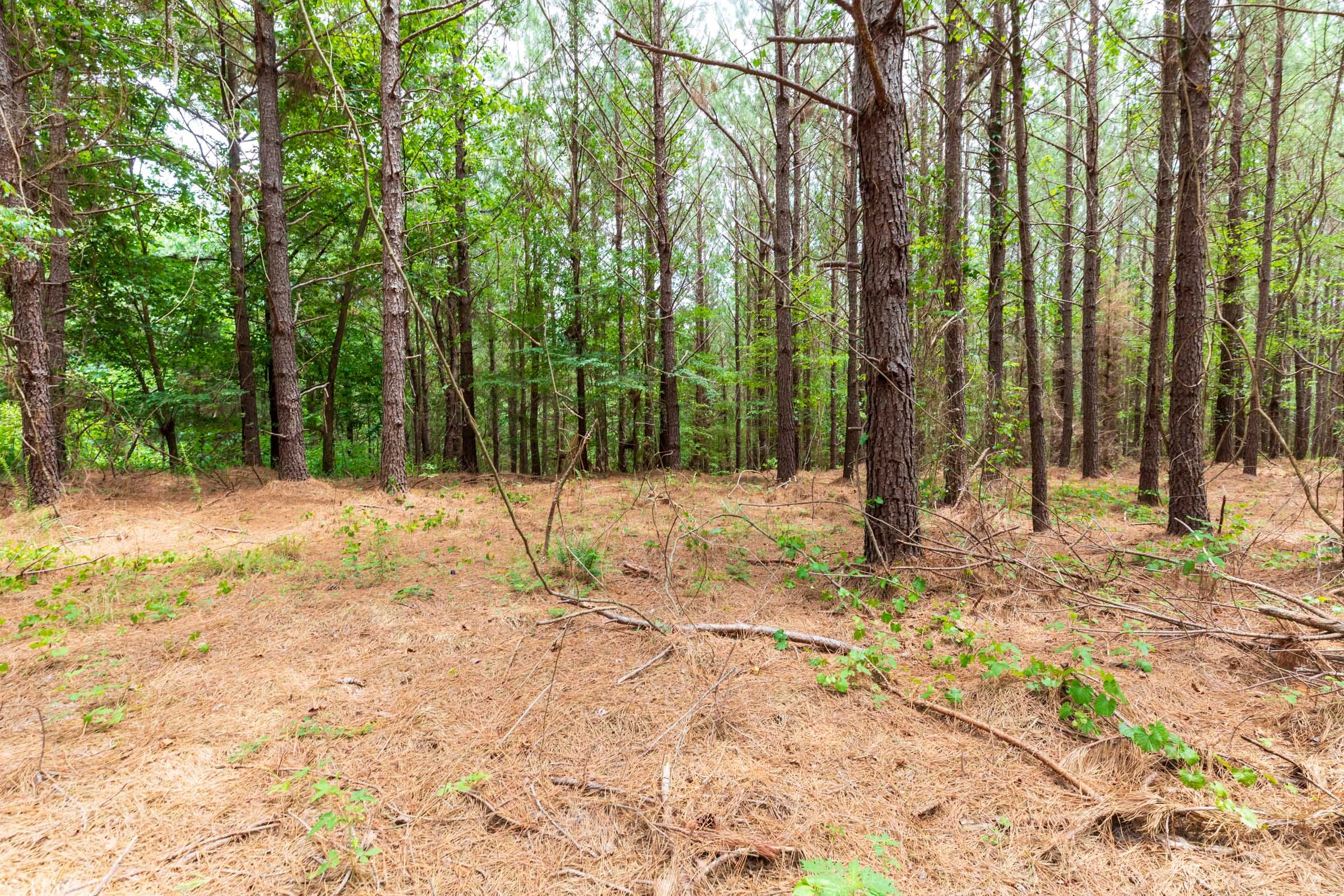 Whiskey Ridge Tract 29 photo 4
