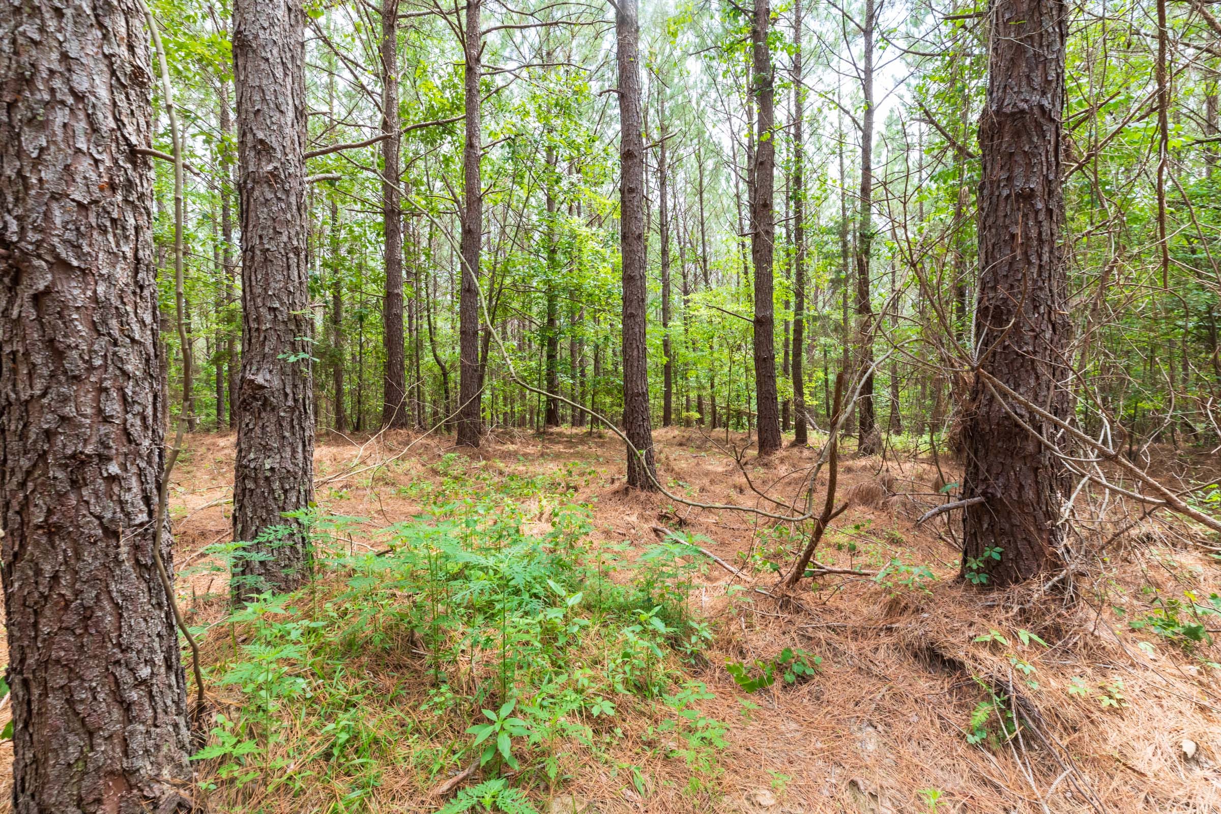 Whiskey Ridge Tract 29 photo 6