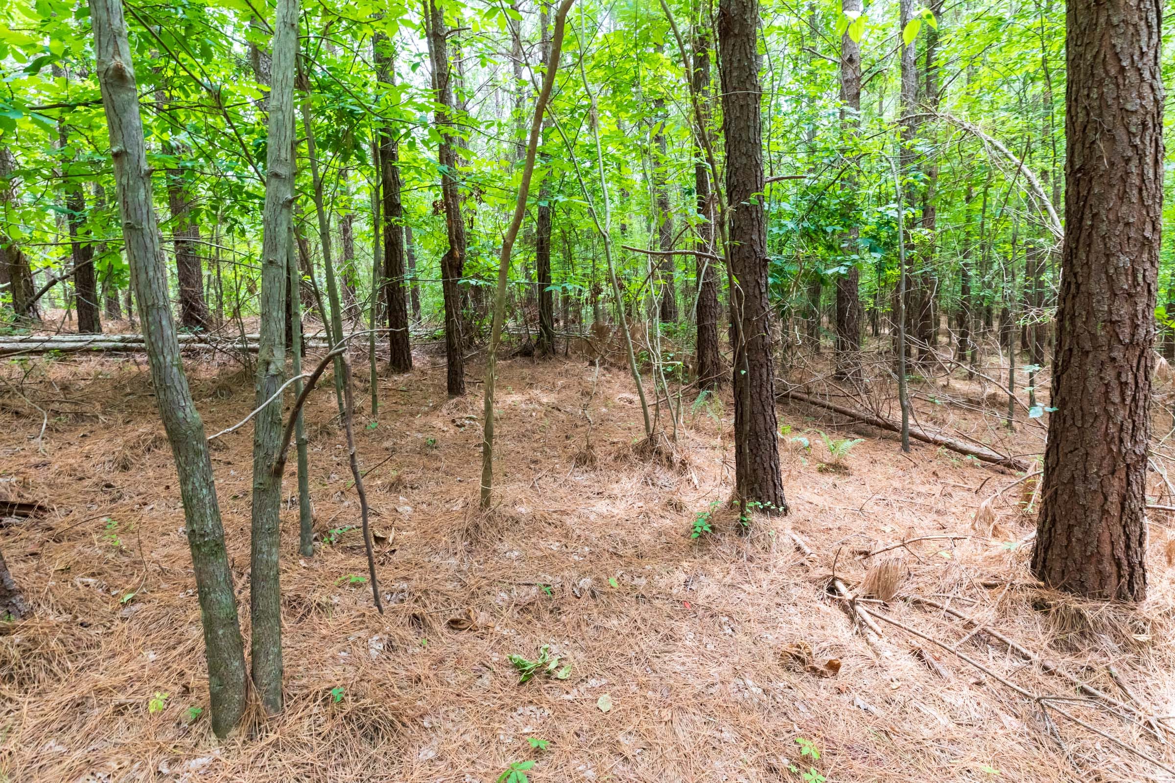 Whiskey Ridge Tract 29 photo 7