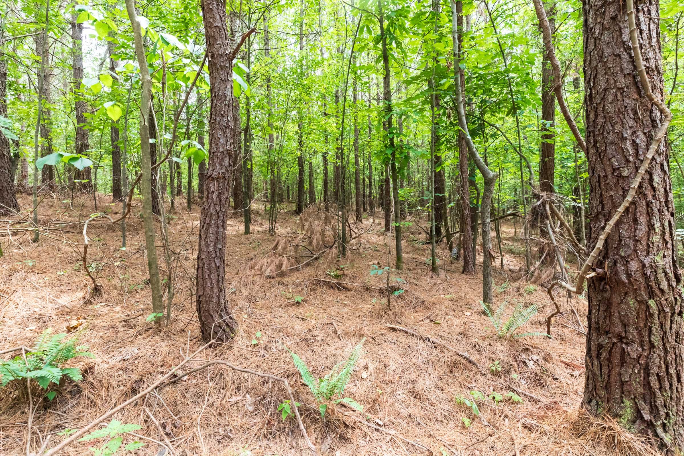 Whiskey Ridge Tract 29 photo 9