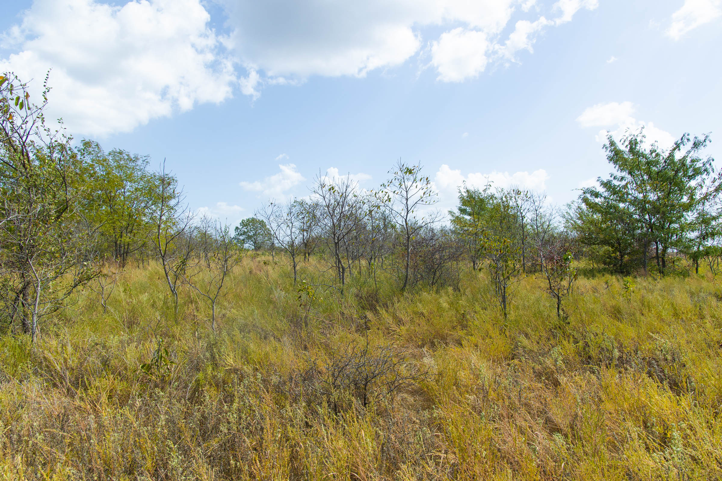 Gracyn Meadows Tract 16 photo 16