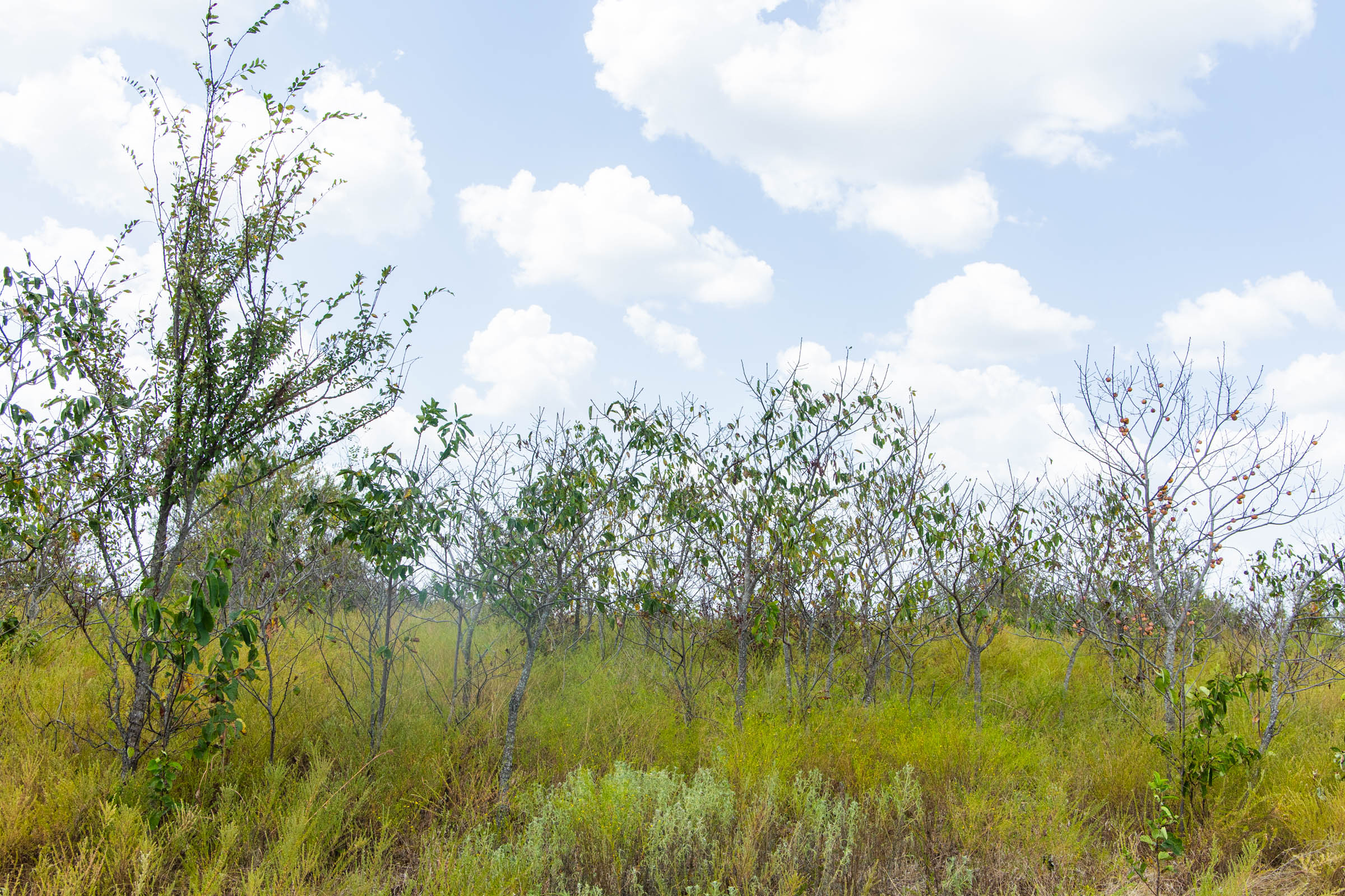 Gracyn Meadows Tract 16 photo 11