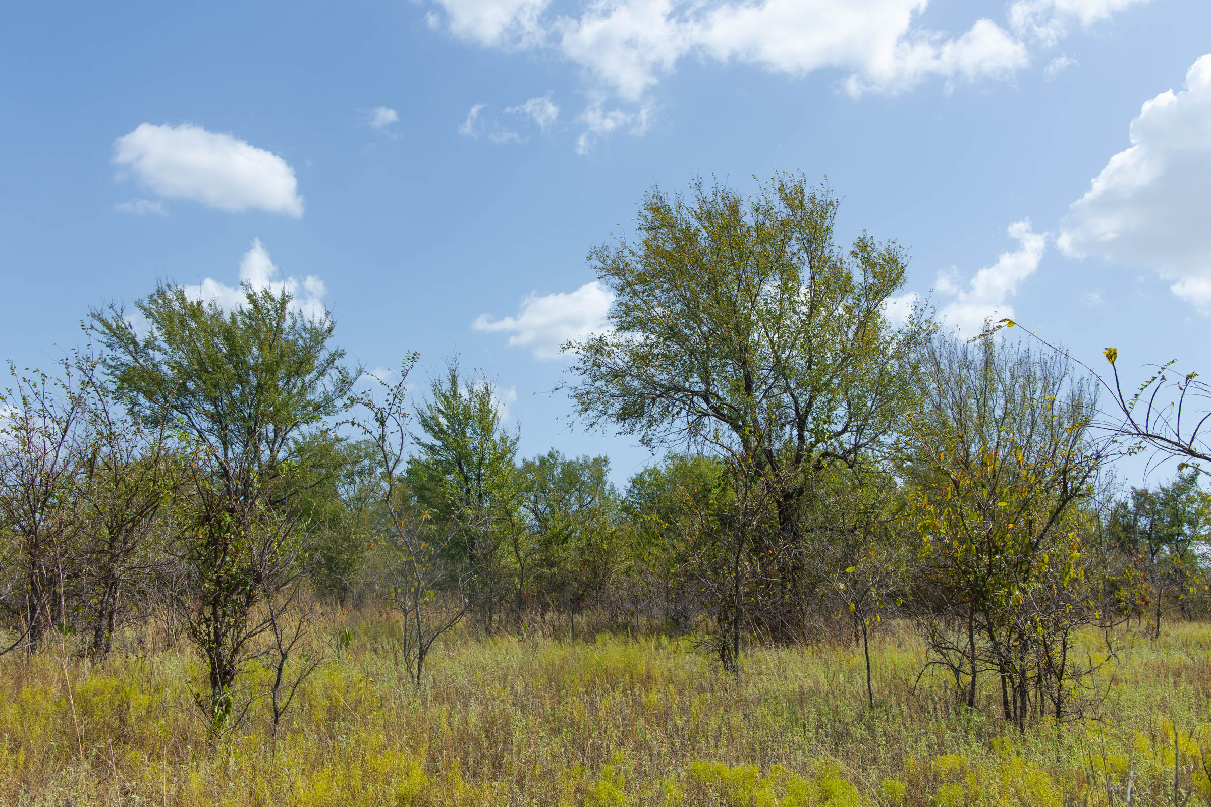 Gracyn Meadows Tract 16 photo 6