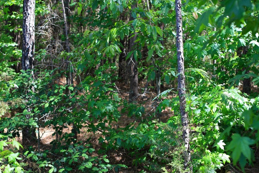 Hickory Hill Ranch Tract 3 photo 2