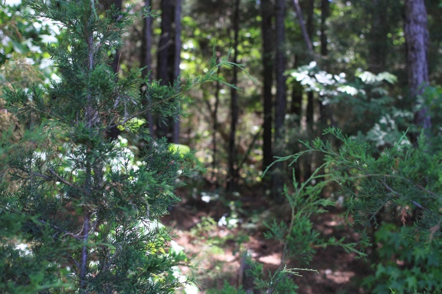Hickory Hill Ranch Tract 3 photo 3