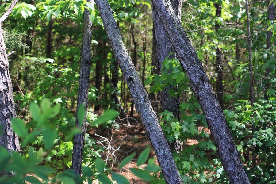 Hickory Hill Ranch Tract 3 photo 4