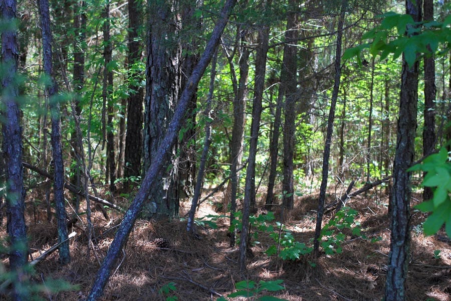Hickory Hill Ranch Tract 3 photo 5