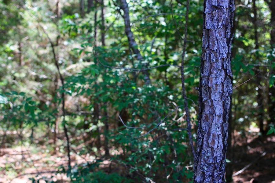 Hickory Hill Ranch Tract 3 photo 6