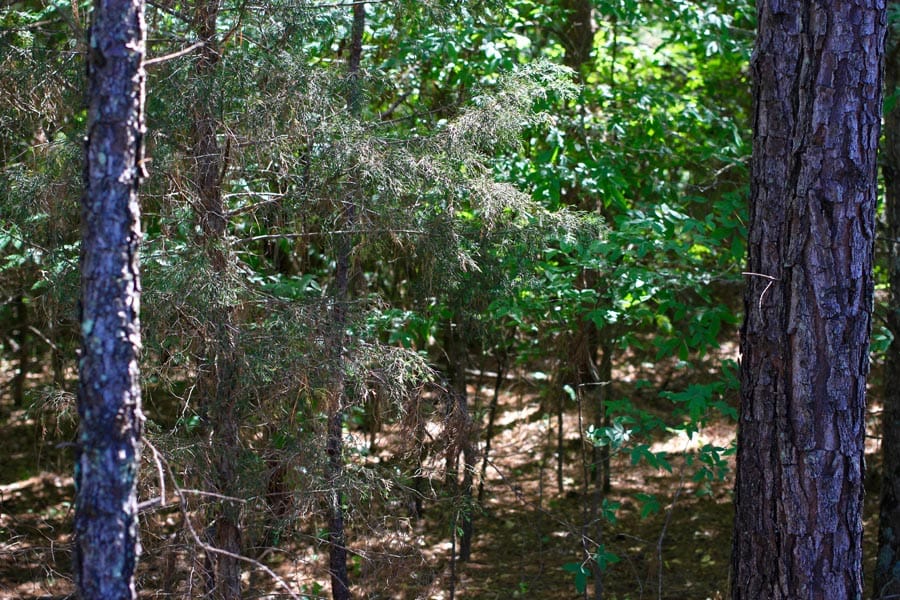 Hickory Hill Ranch Tract 3 photo 7