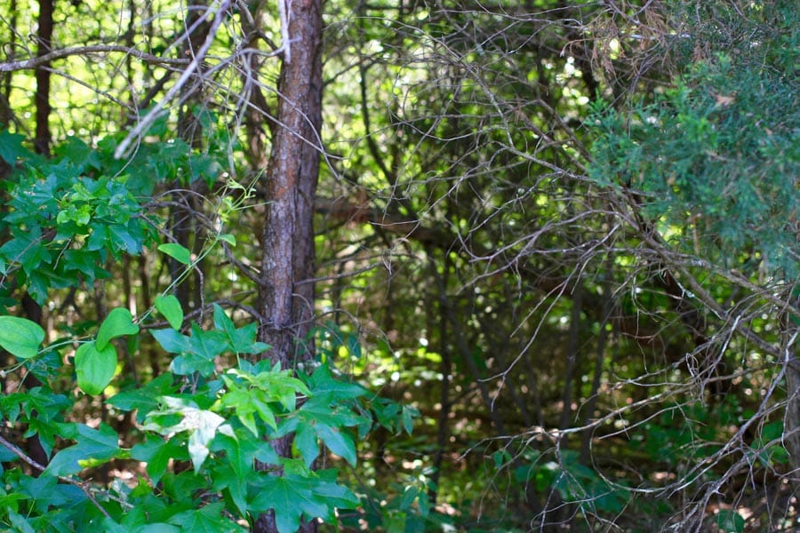 Hickory Hill Ranch Tract 3 photo 8