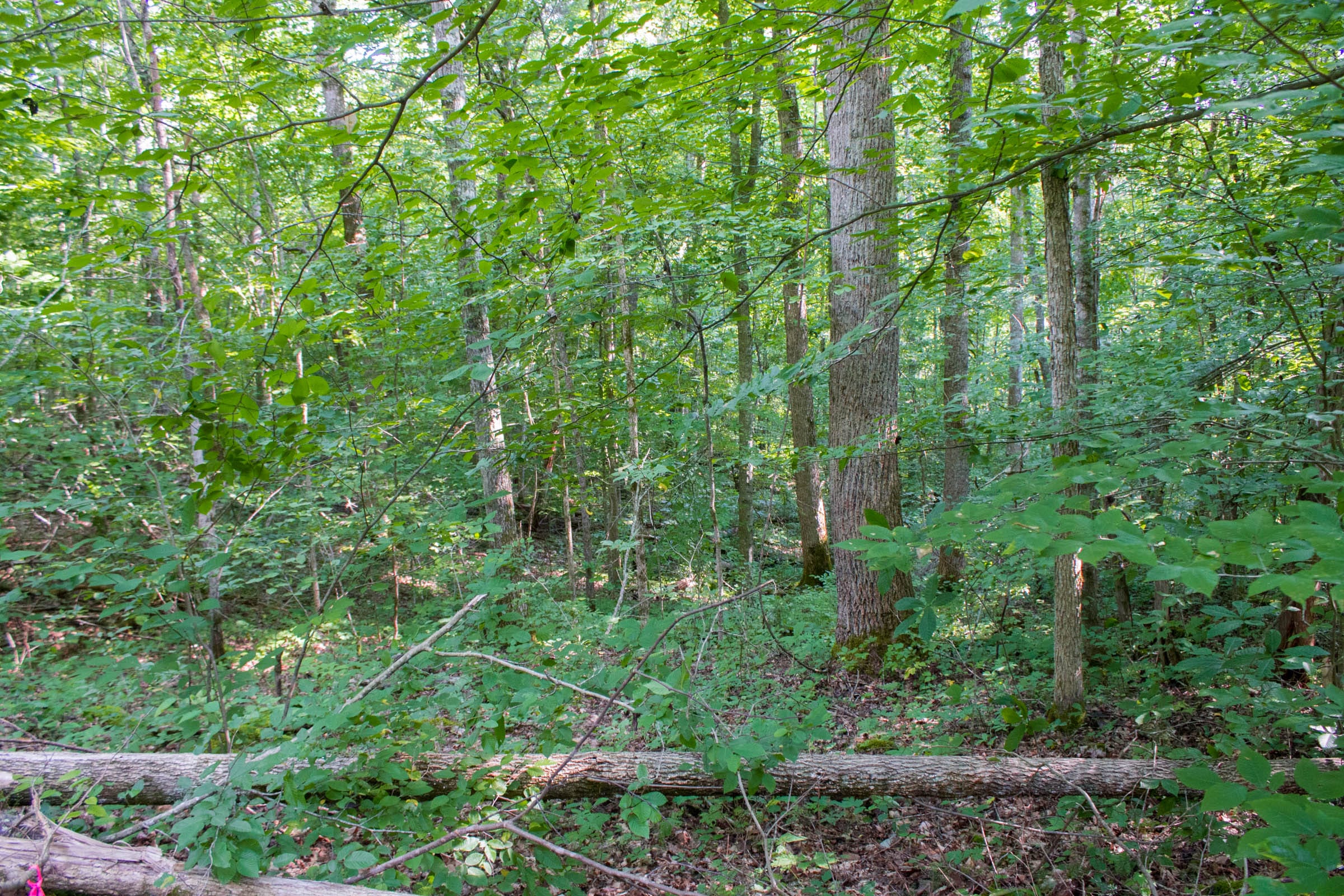 Bluewater Ridge Tract 31 photo 1