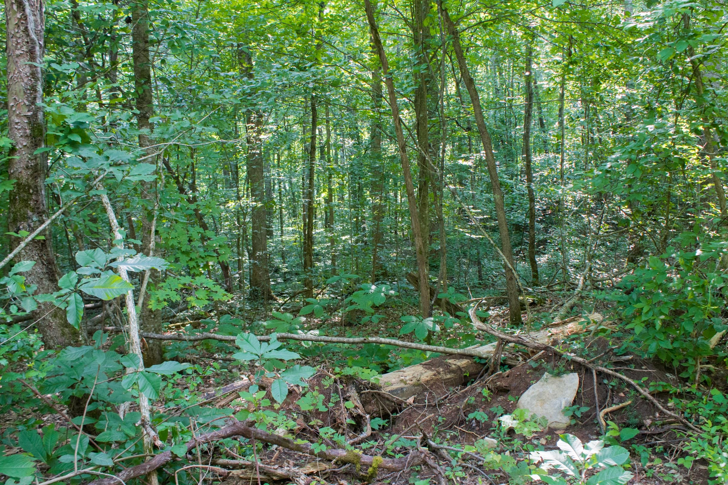 Bluewater Ridge Tract 31 photo 3