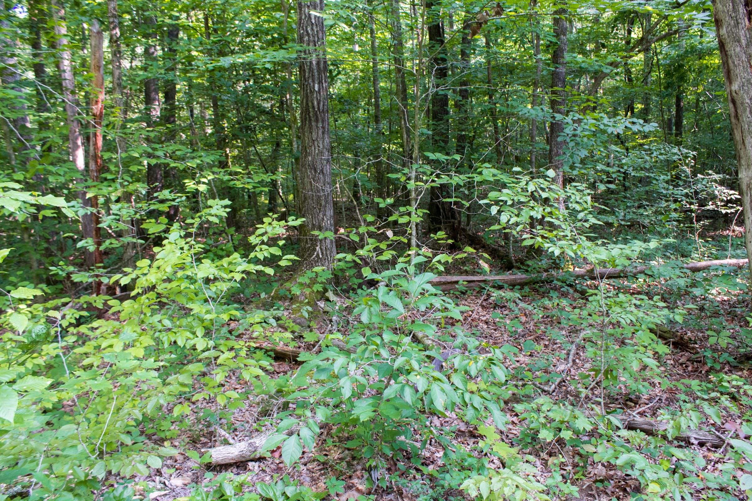 Bluewater Ridge Tract 31 photo 5