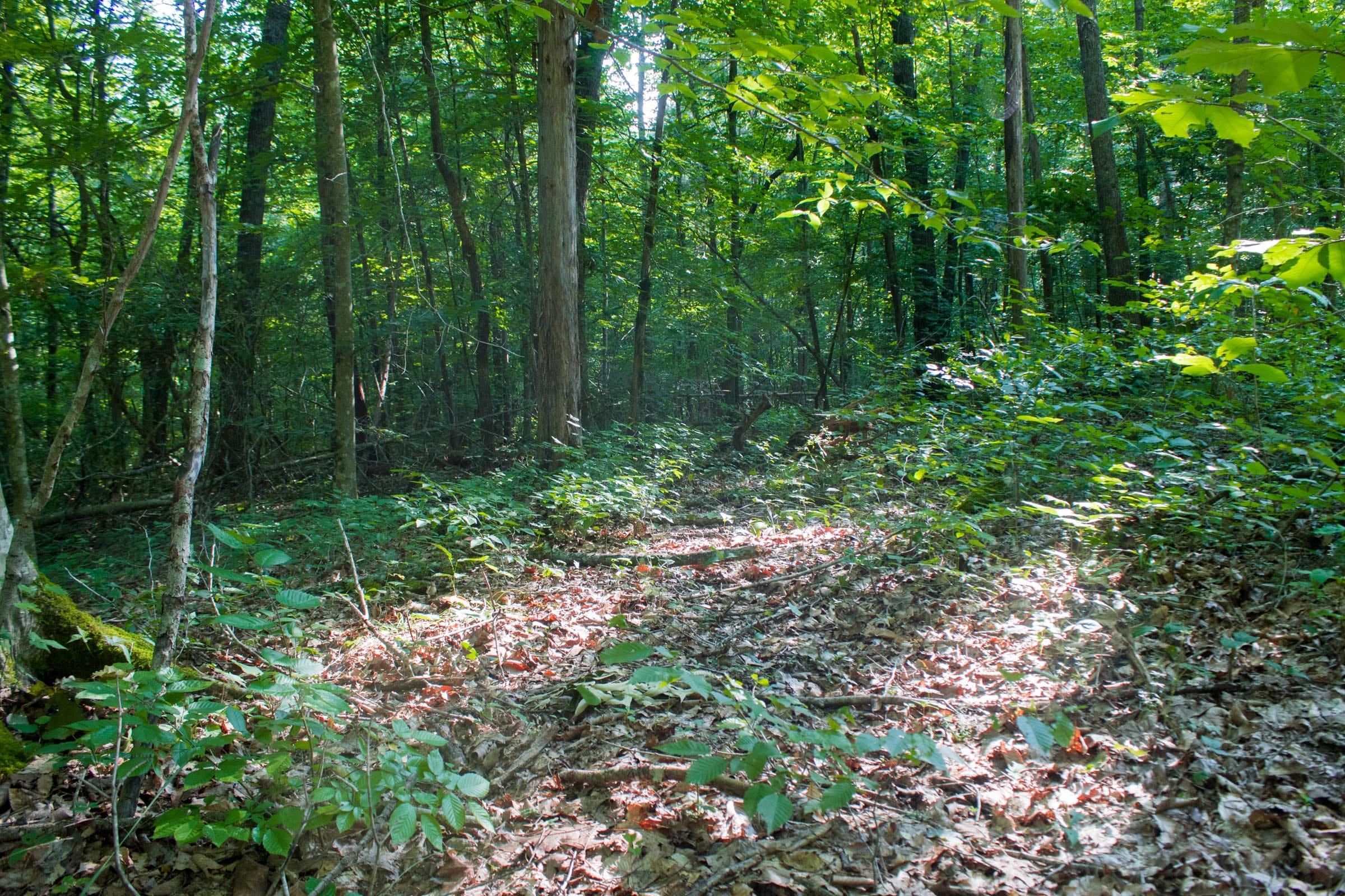 Bluewater Ridge Tract 31 photo 6