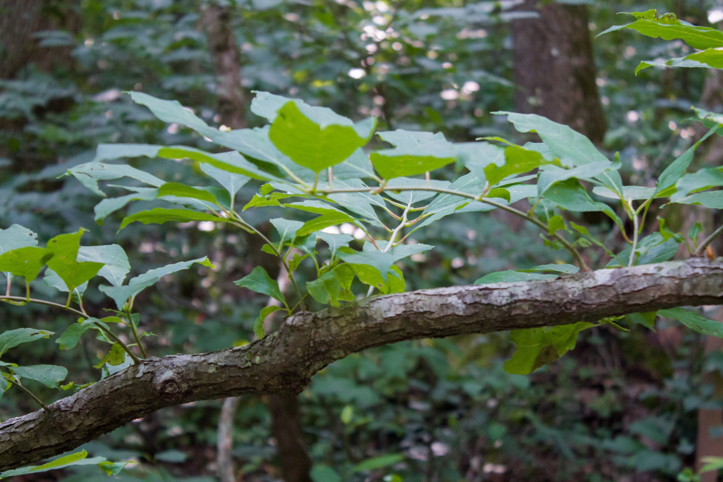 Bluewater Ridge Tract 31 photo 9
