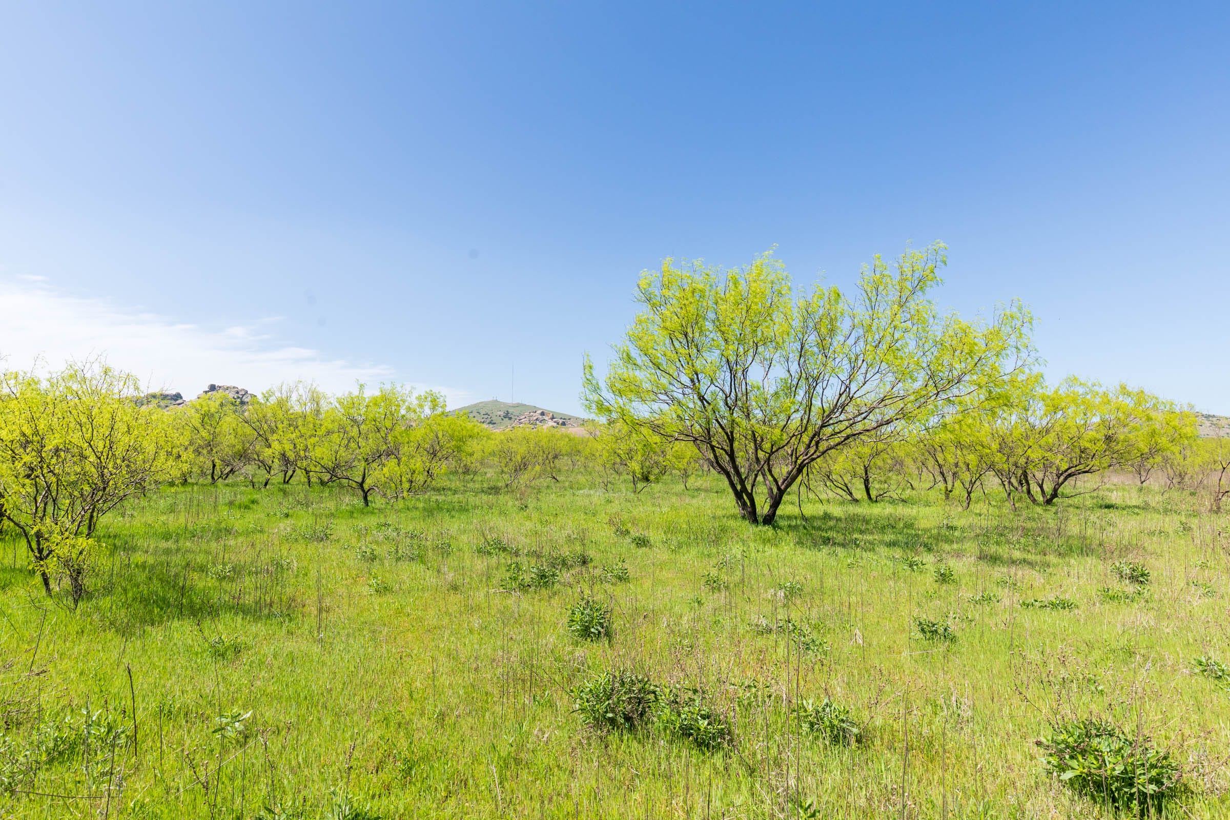 Hackberry Fields Tract 24 photo 8