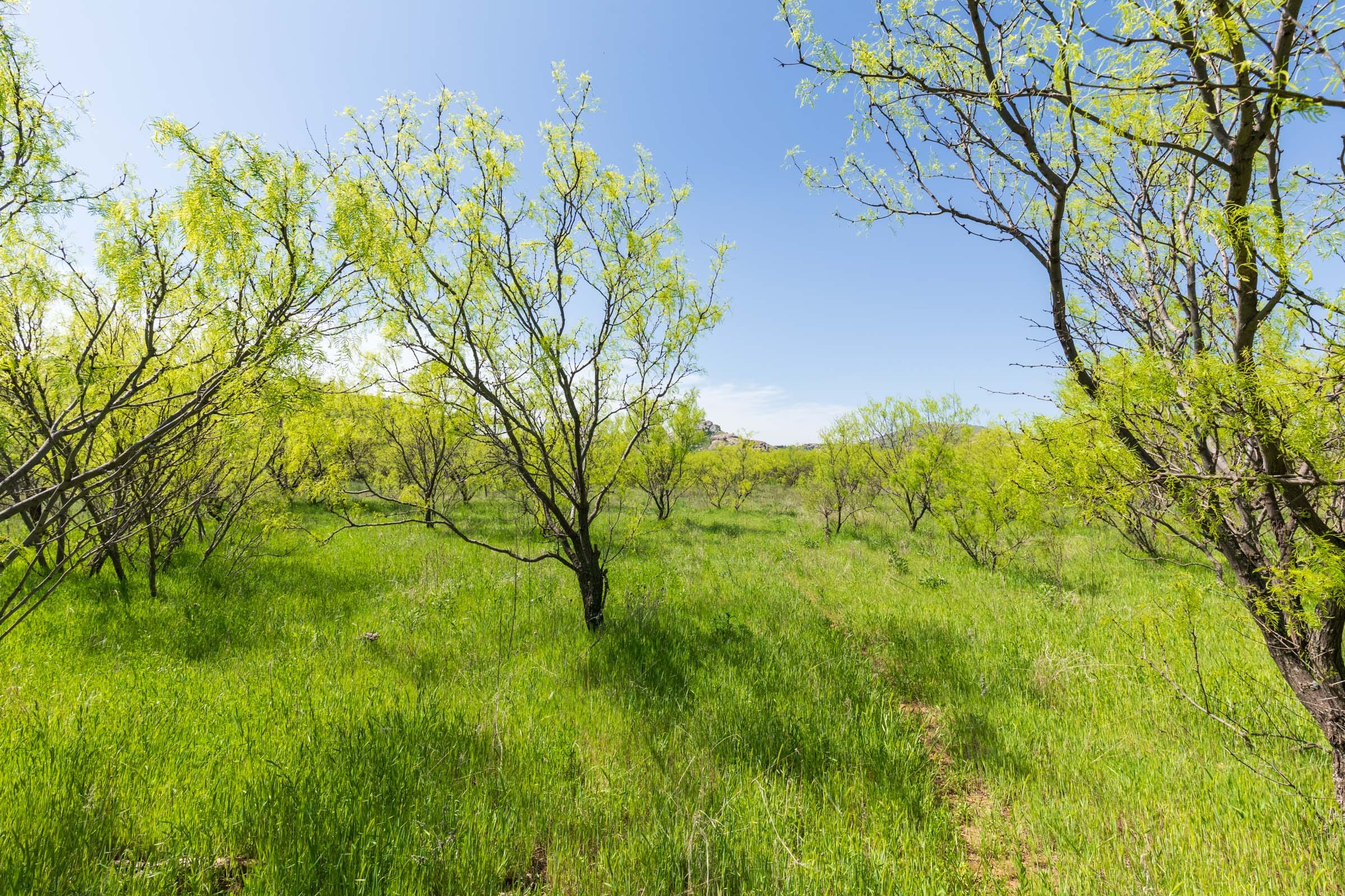 Hackberry Fields Tract 24 photo 10