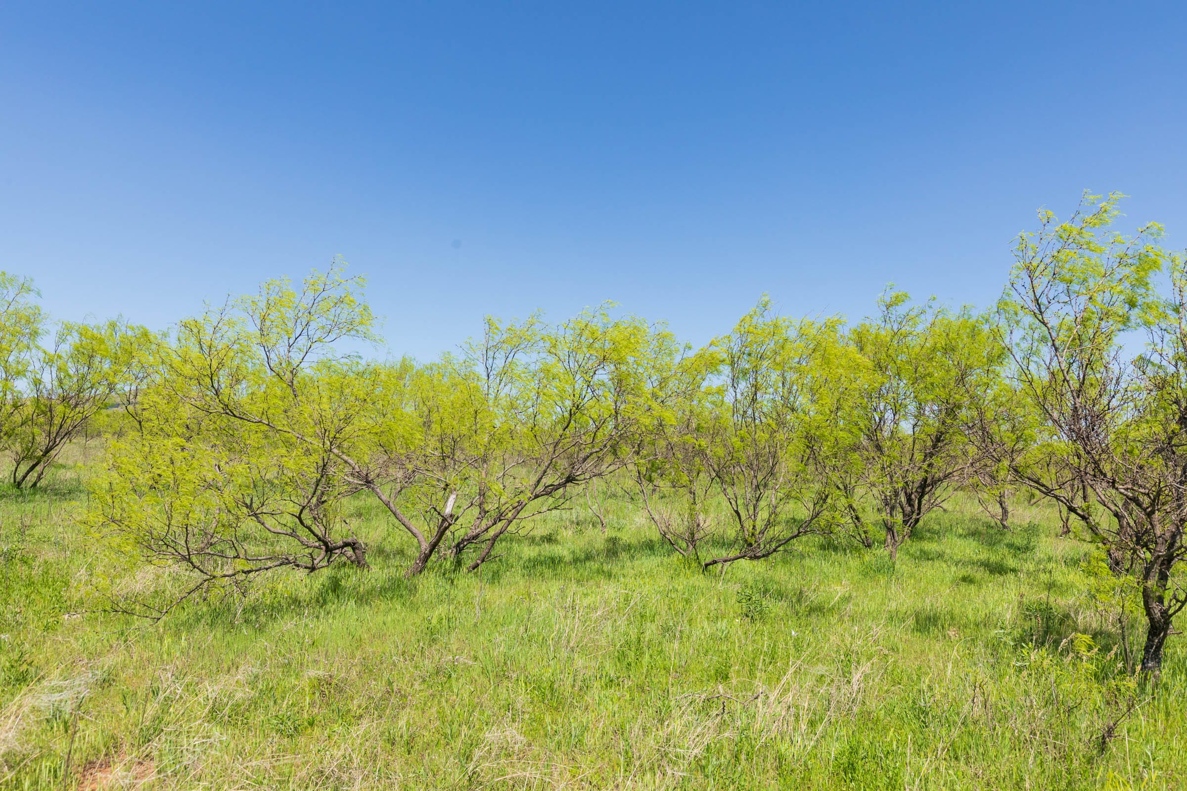 Hackberry Fields Tract 24 photo 11