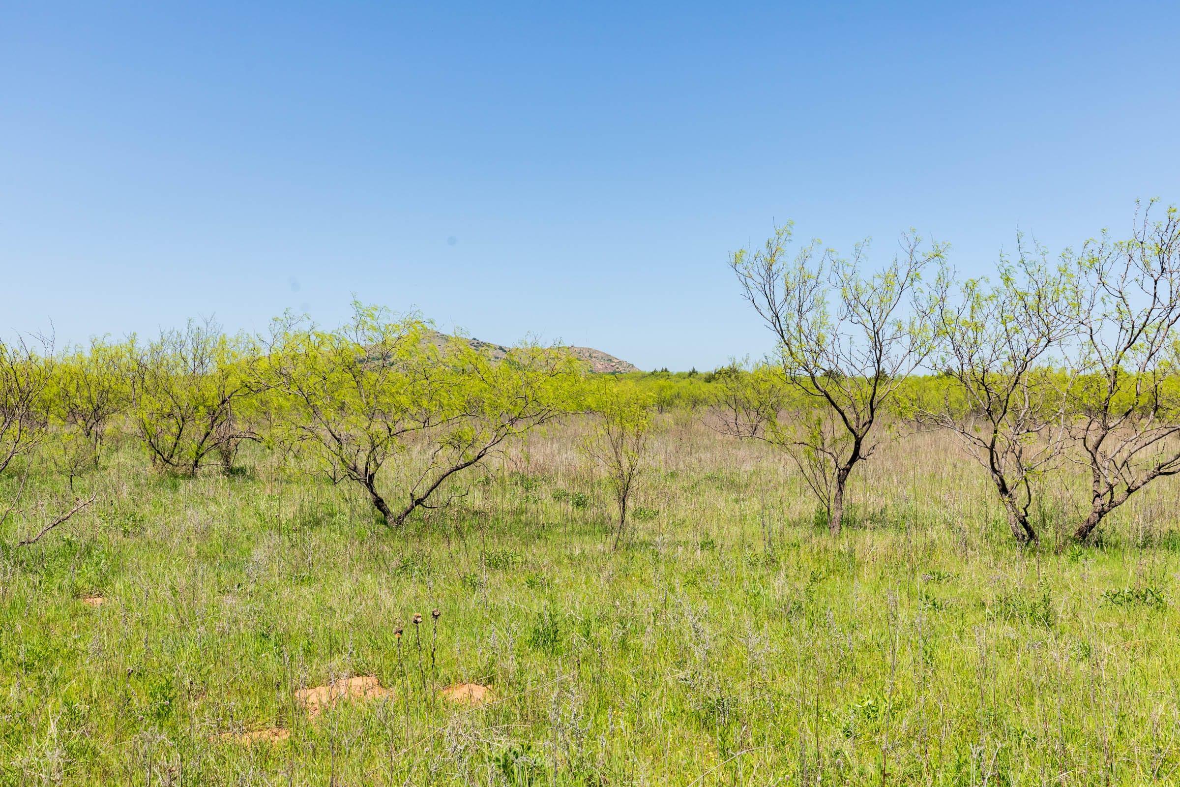 Hackberry Fields Tract 24 photo 15