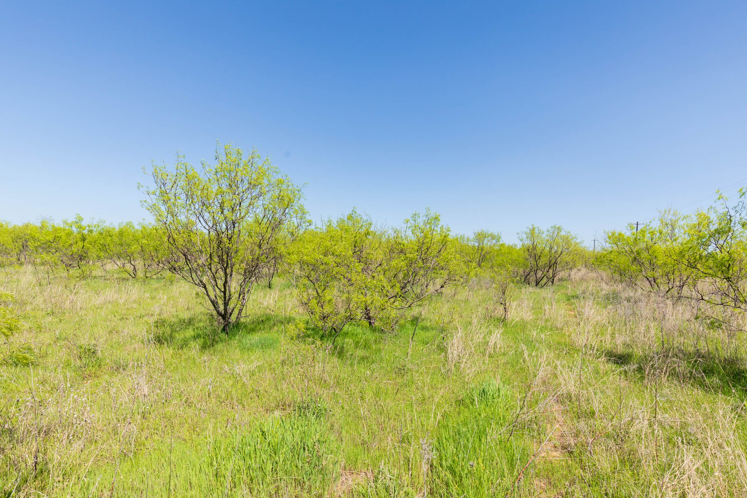 Hackberry Fields Tract 24 photo 5