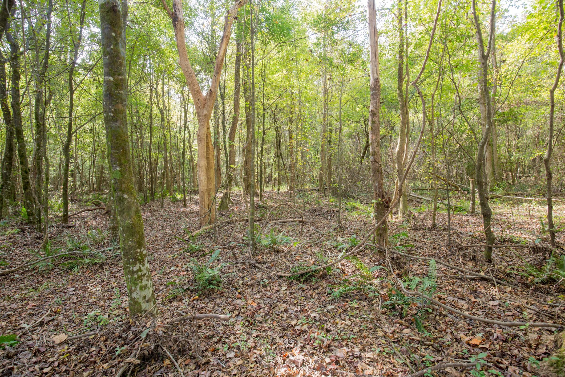 Sky Ranch Tract 10 photo 6