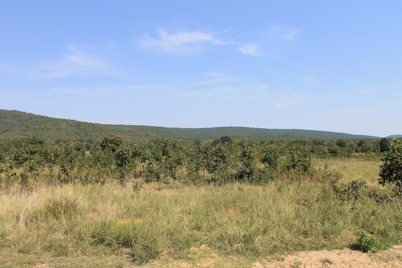 Daisy Meadows Tract 32 photo 2