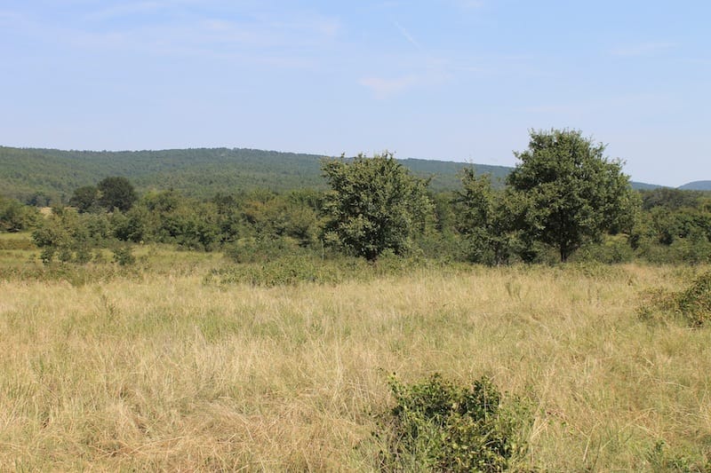 Daisy Meadows Tract 32 photo 4