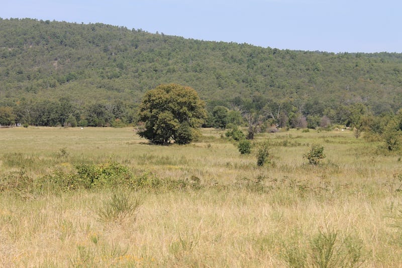 Daisy Meadows Tract 32 photo 8
