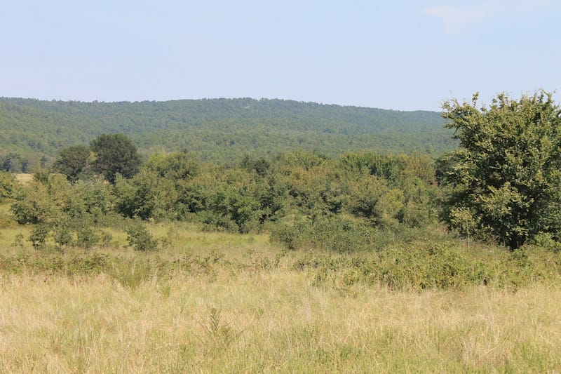Daisy Meadows Tract 32 photo 10