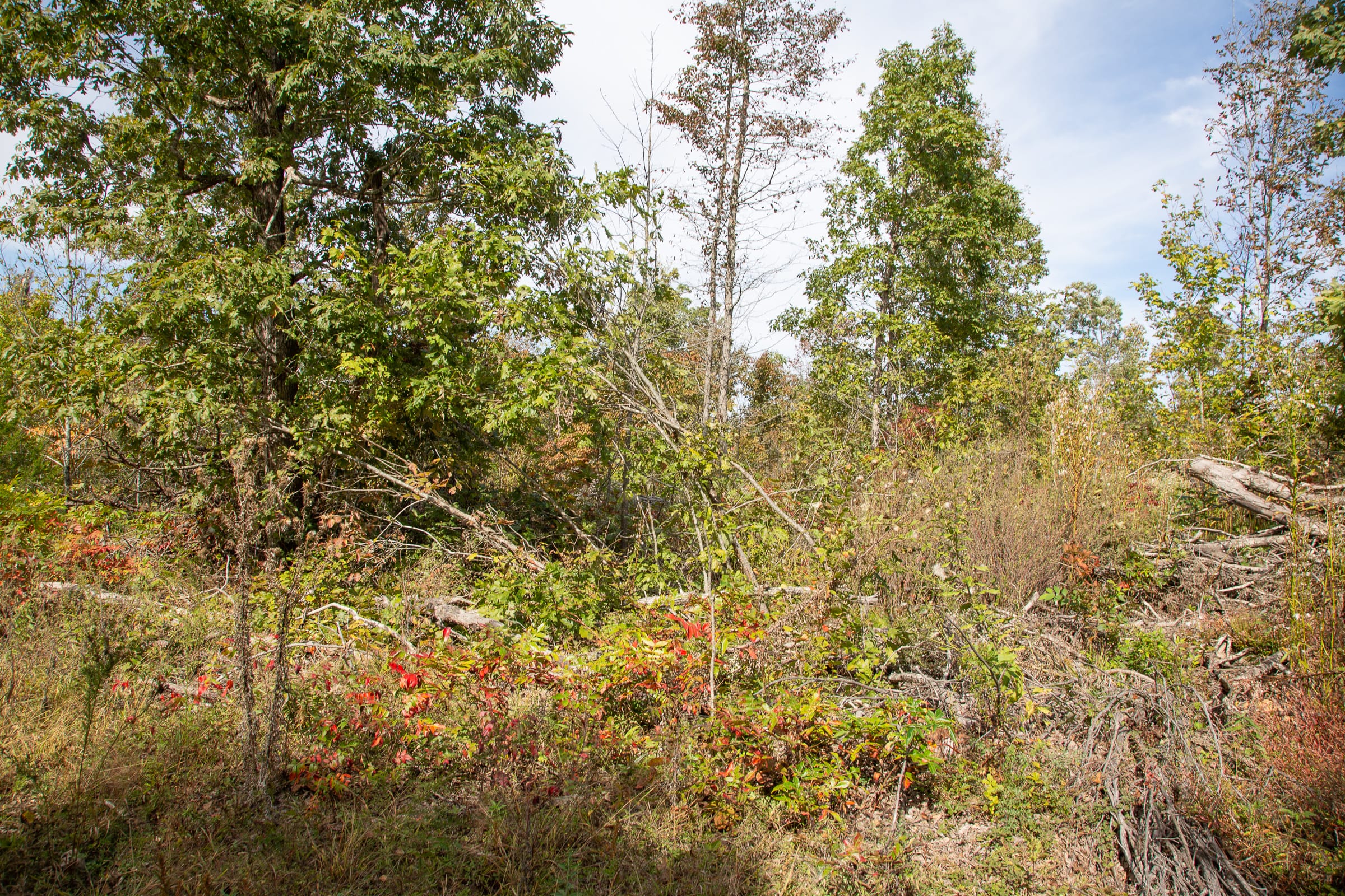 Borgmann’s Hollow Phase IV Tract 120 photo 3