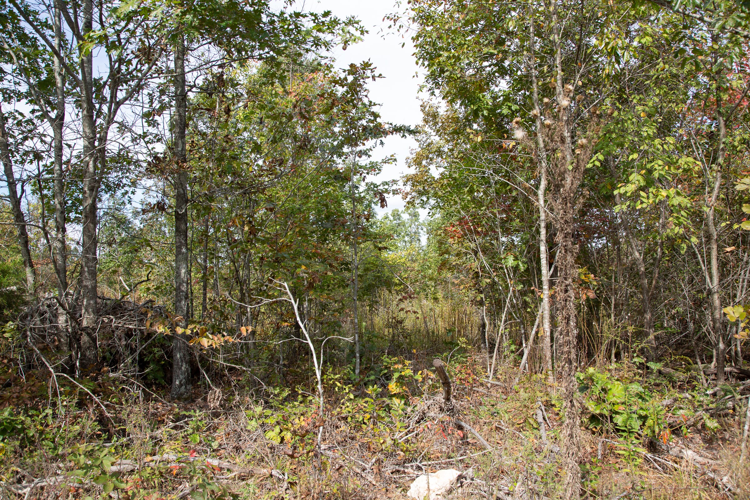 Borgmann’s Hollow Phase IV Tract 120 photo 4