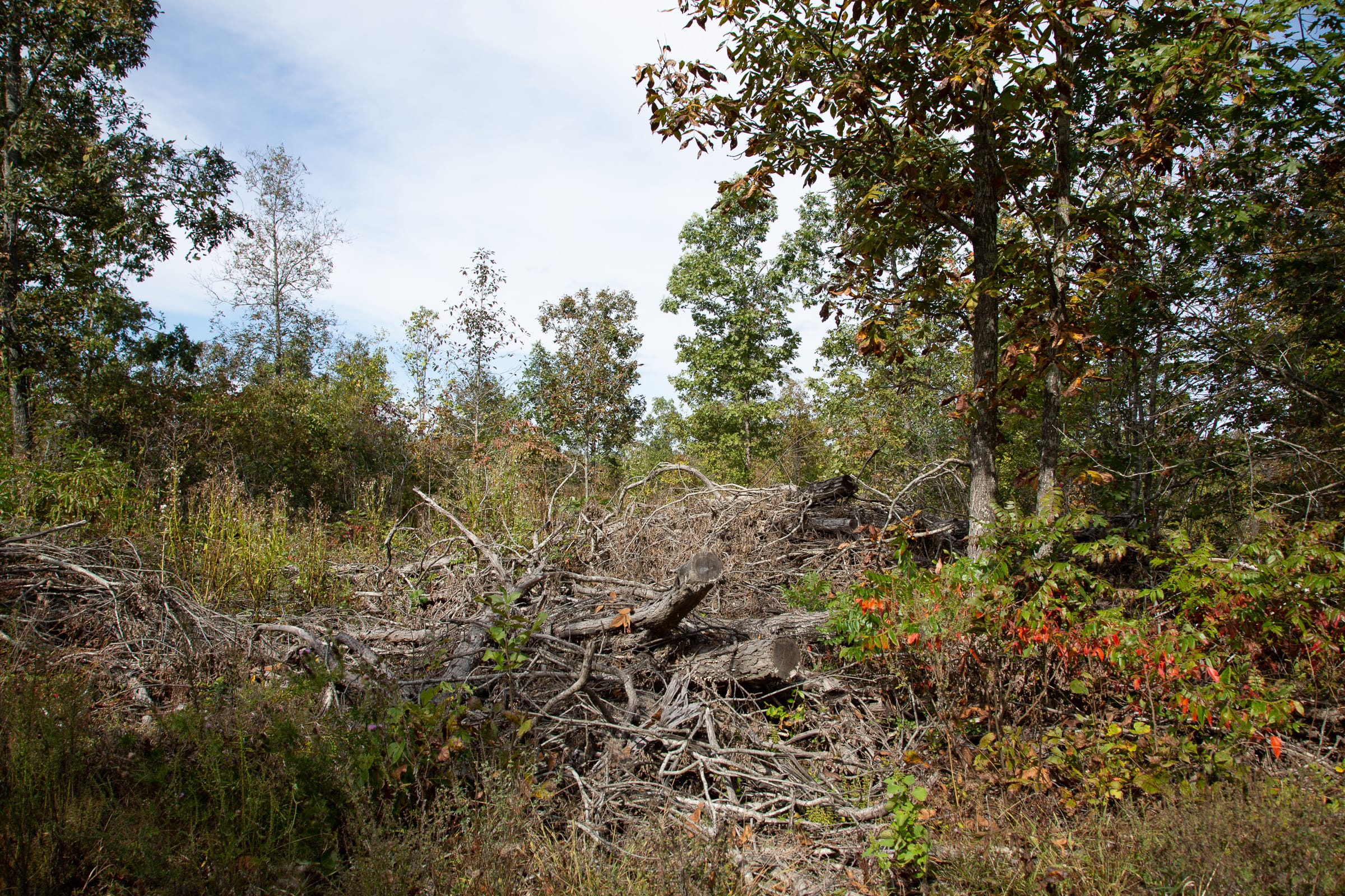 Borgmann’s Hollow Phase IV Tract 120 photo 5