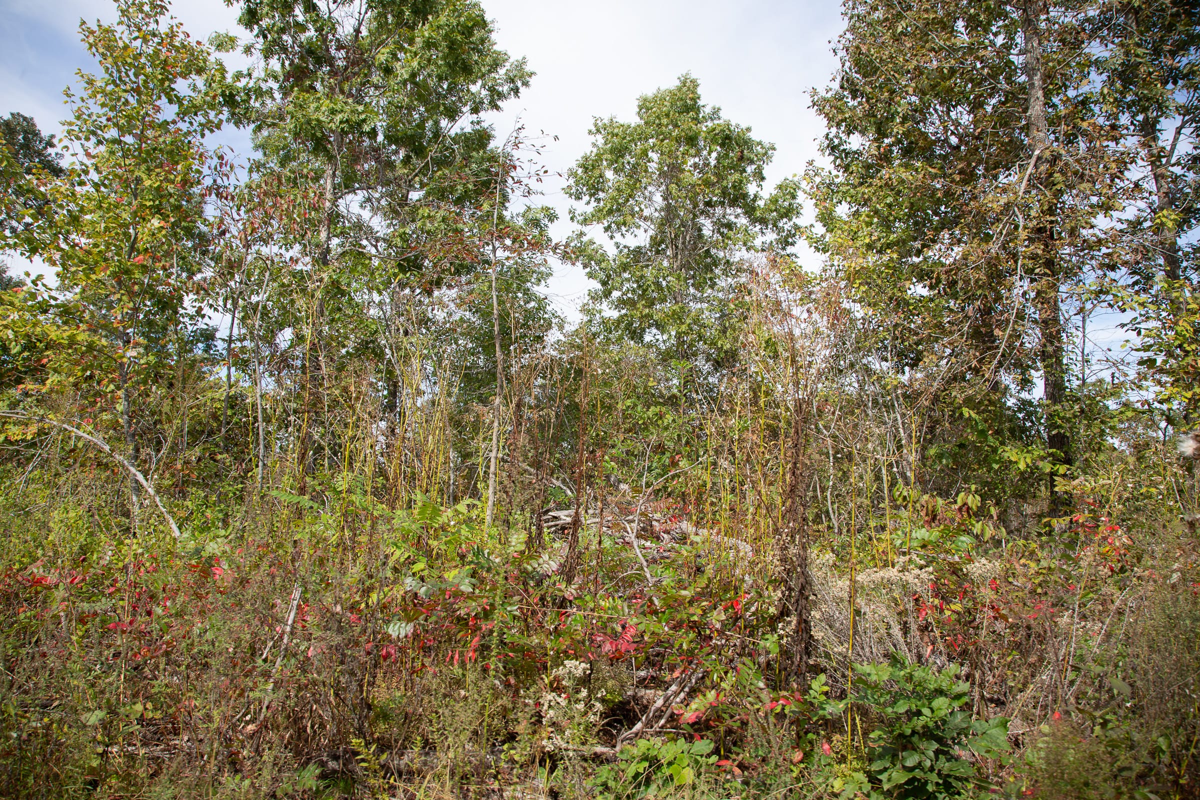 Borgmann’s Hollow Phase IV Tract 120 photo 6